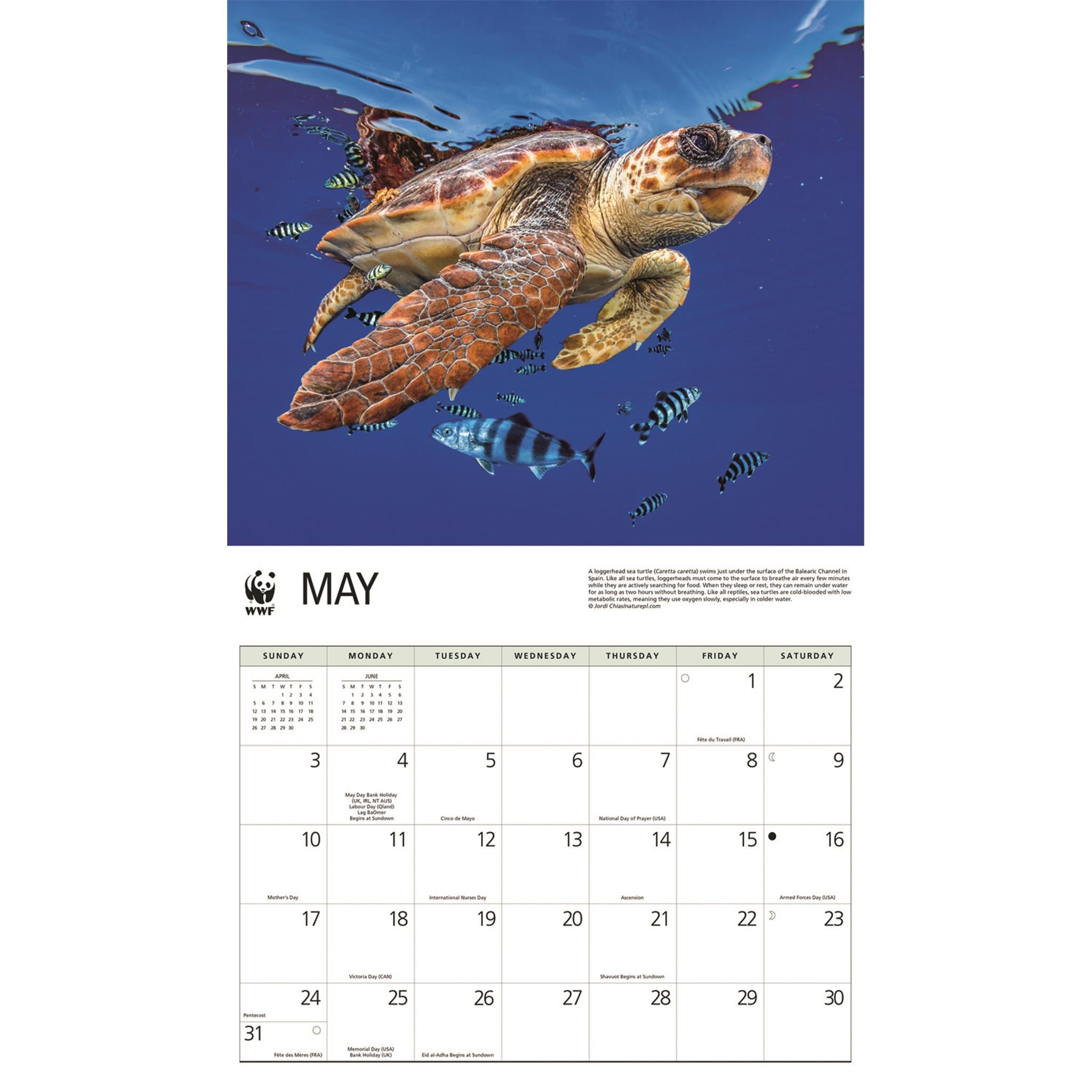 Calendrier mural 2026 du Fonds mondial pour la nature (WWF) sur les tortues marines