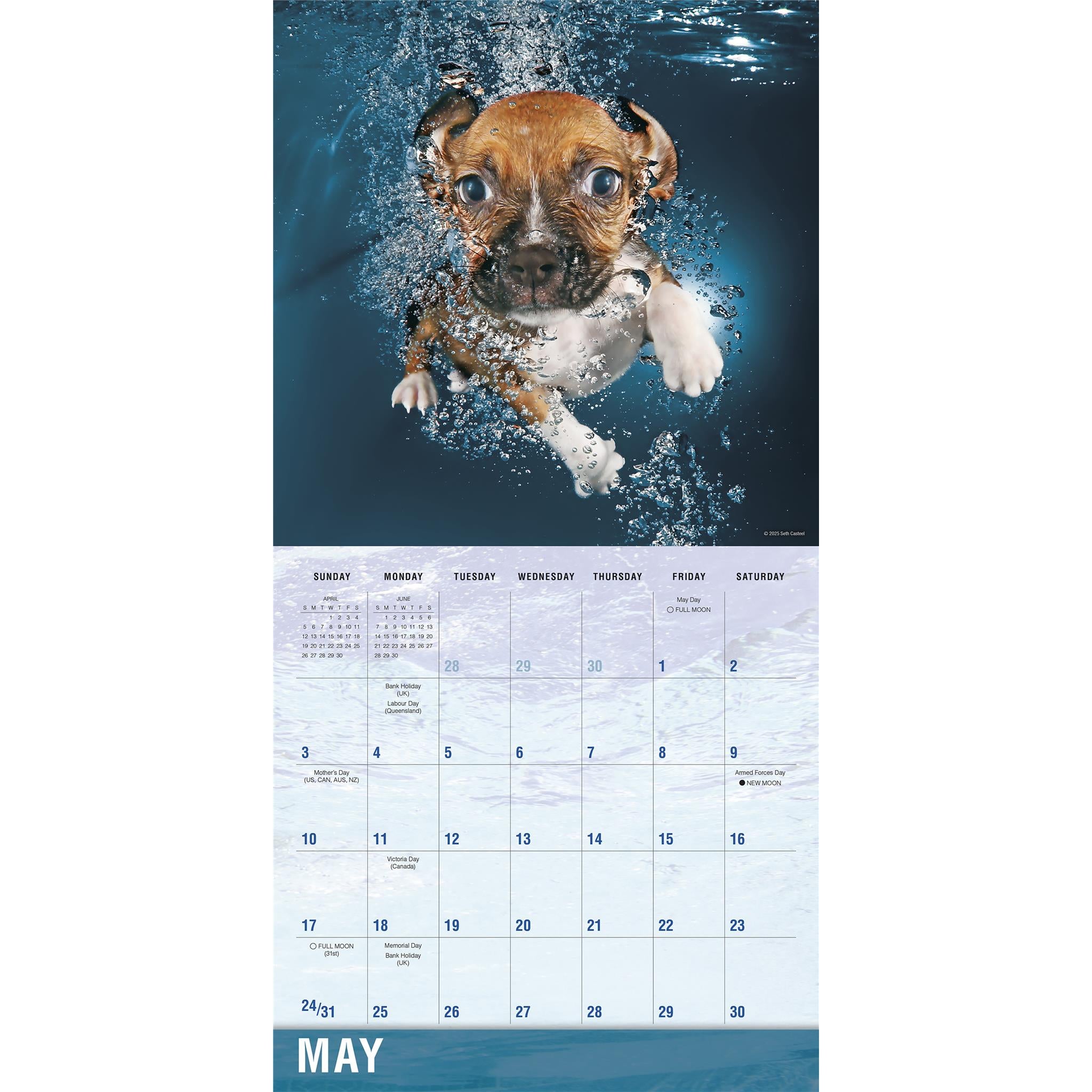 Calendrier mural Chiens sous-marins 2026