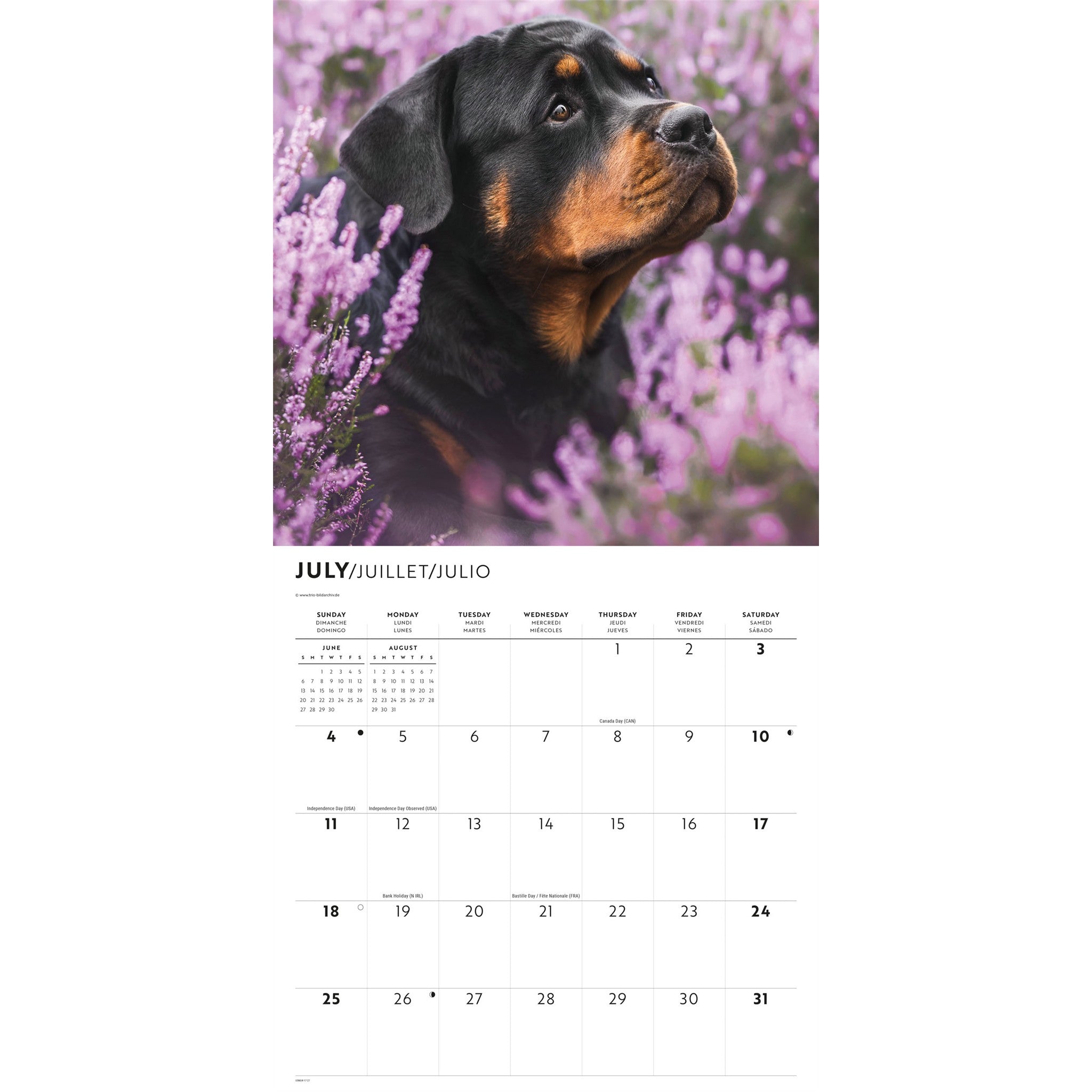 Calendrier mural chiots Rottweiler 2027