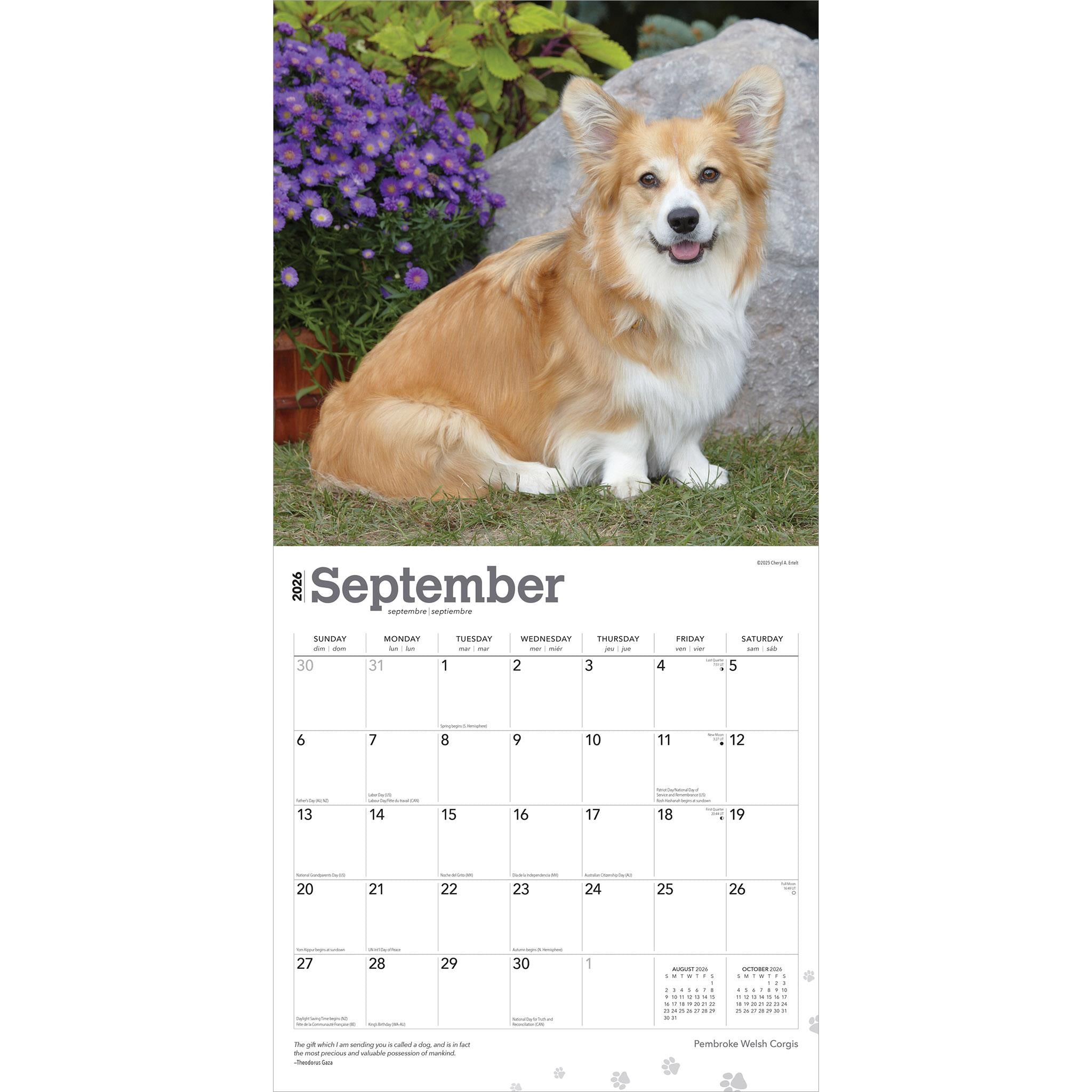 Calendrier mural 2026 Welsh Corgis Pembroke - Disponible uniquement en ligne