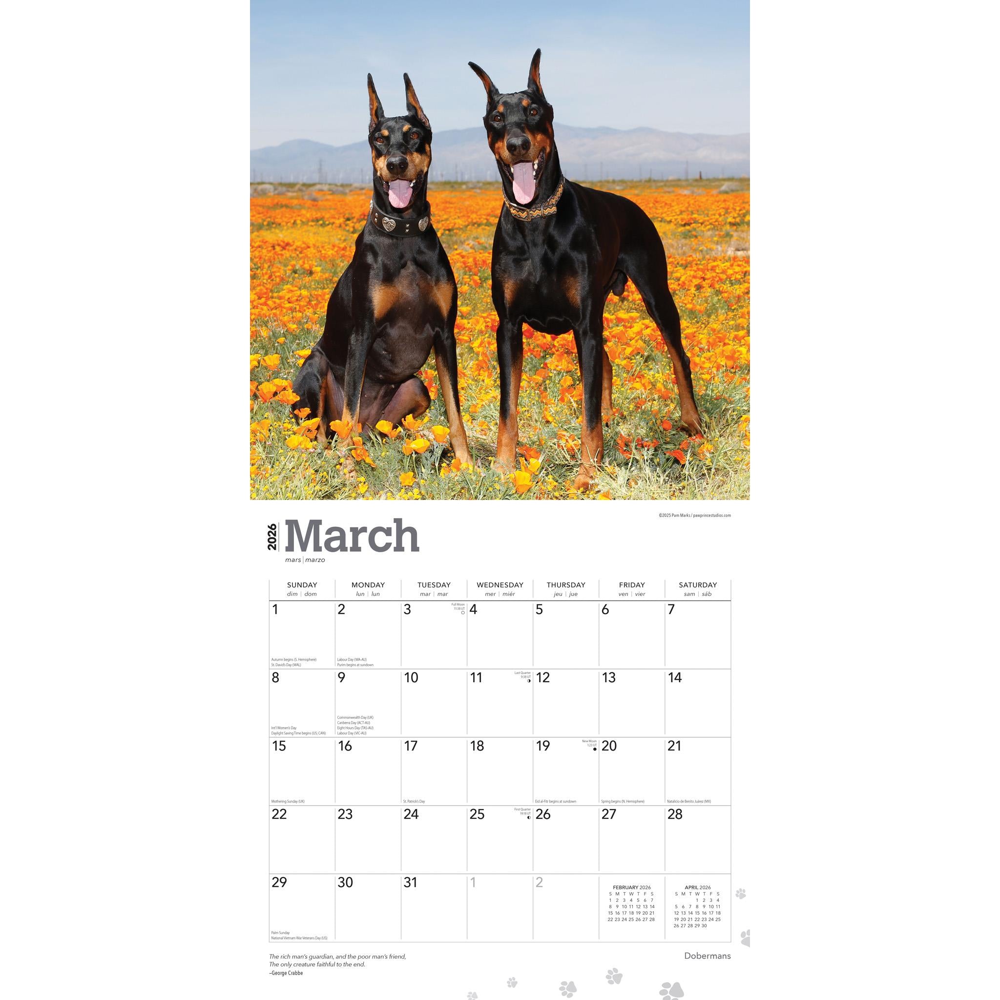 Dobermans 2026 Wall Calendar