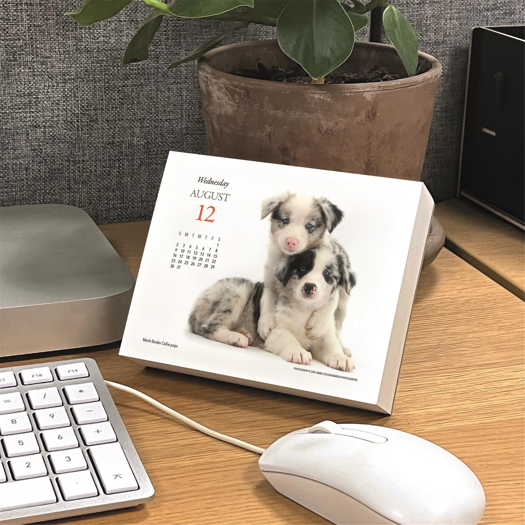 Calendrier de l'Avent Chiots et Amis 2026