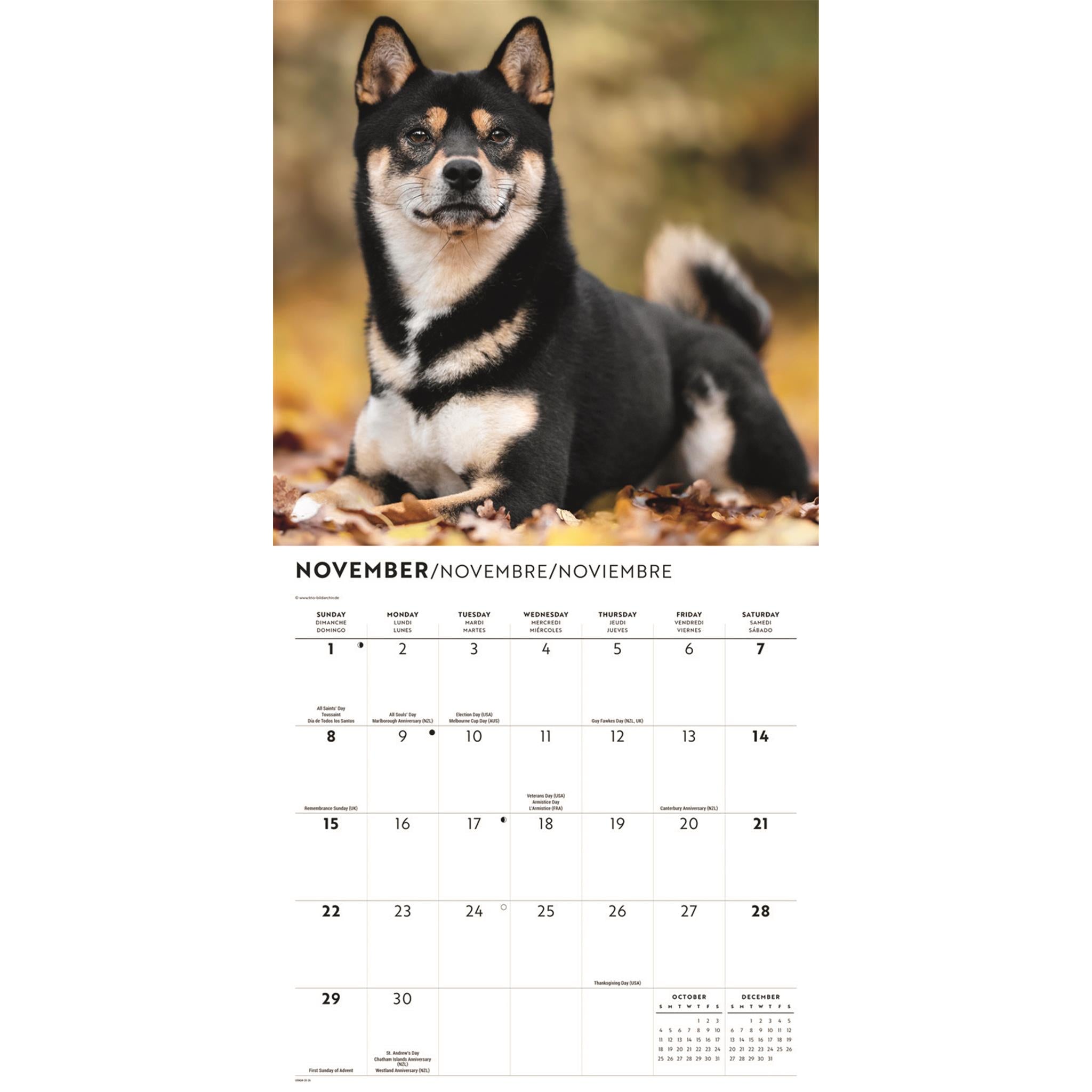 Calendrier mural Shiba Inu 2026
