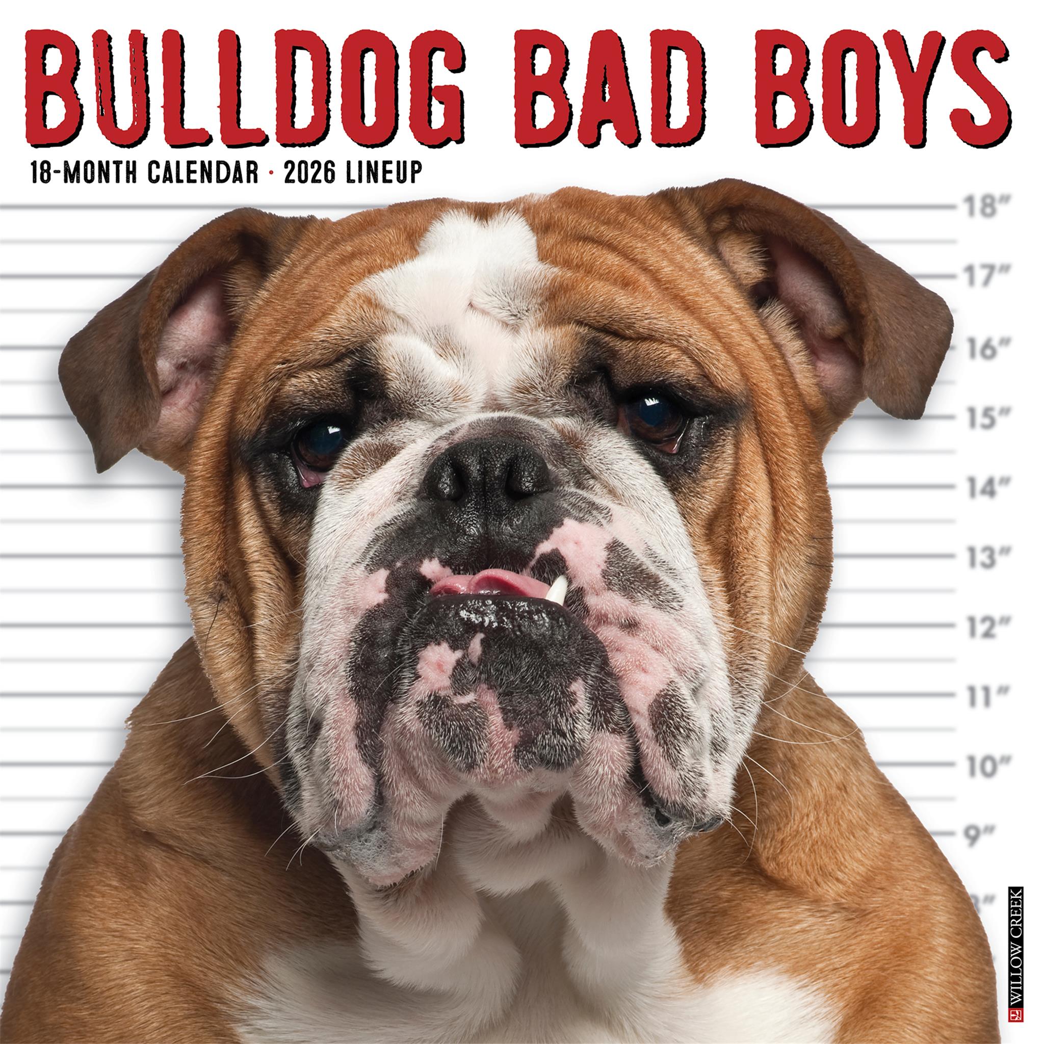 Calendrier mural Bulldog Bad Boys 2026