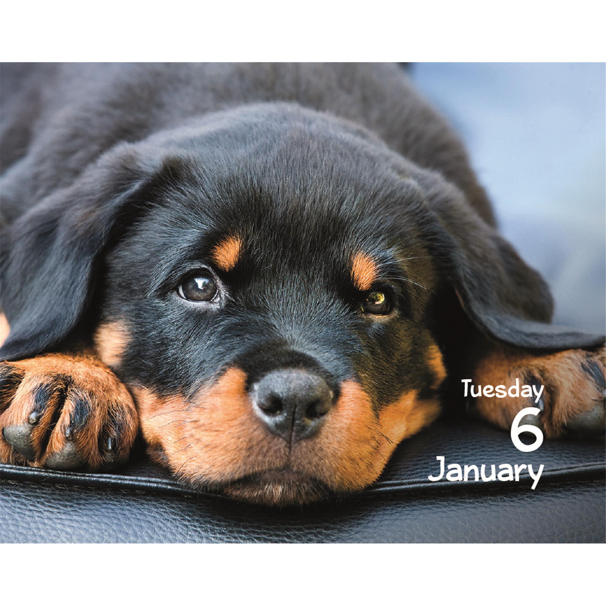 Puppies 2026 Small Box Calendar