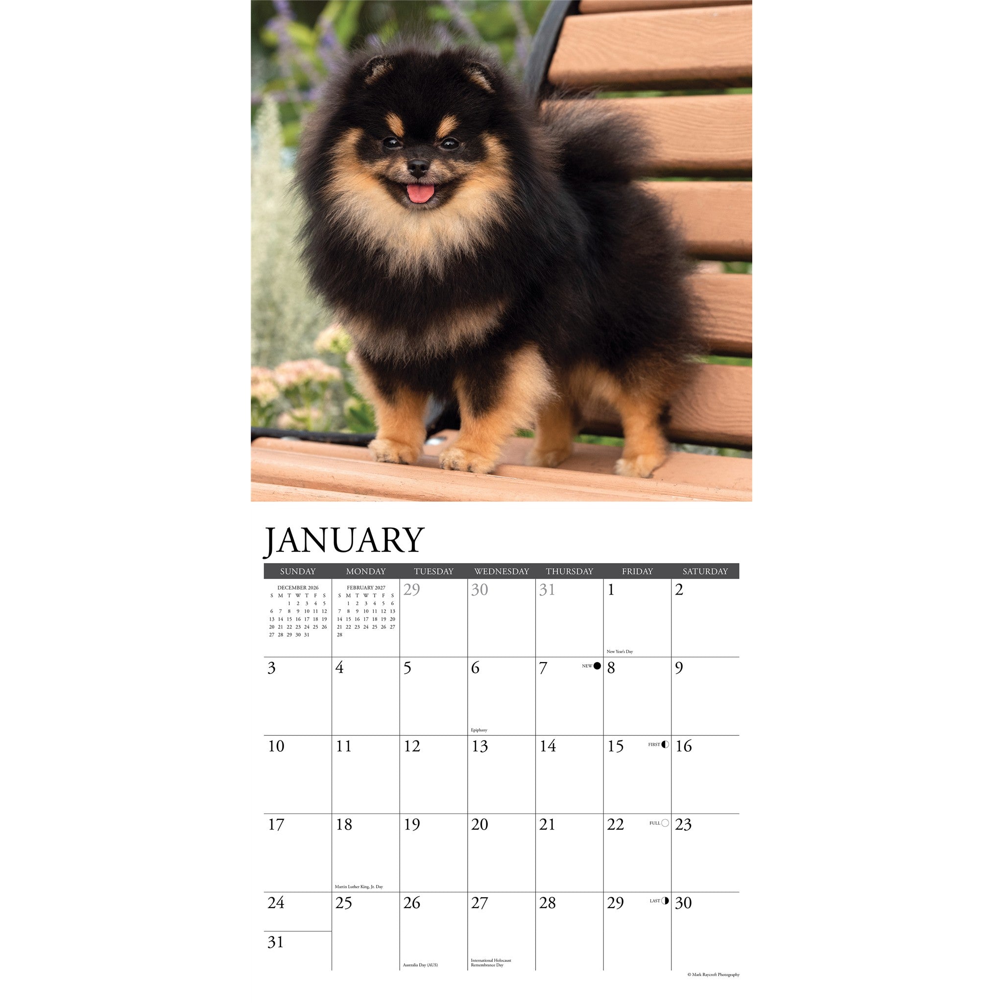 Pomeranians 2027 Wall Calendar