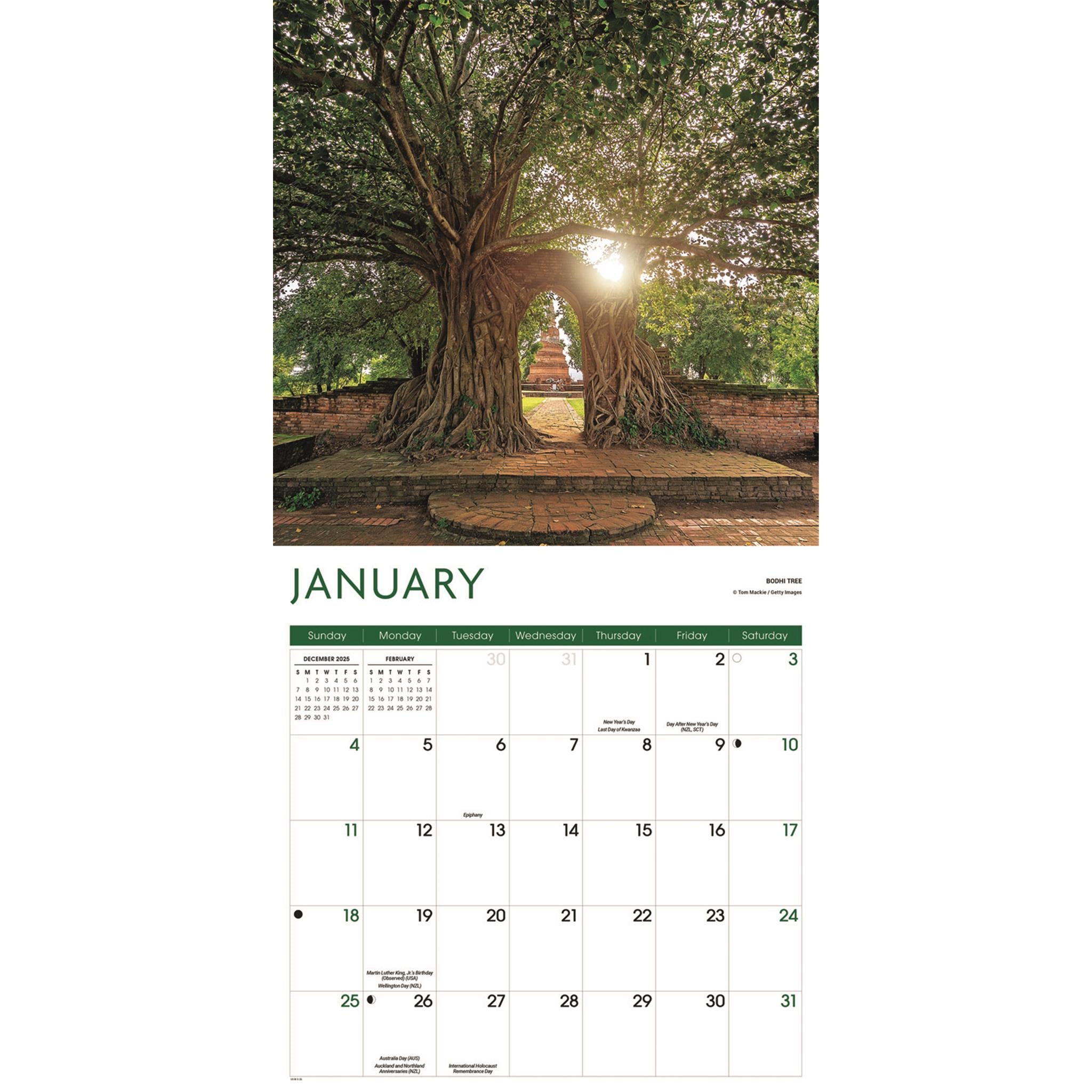 Calendrier mural Arbres 2026