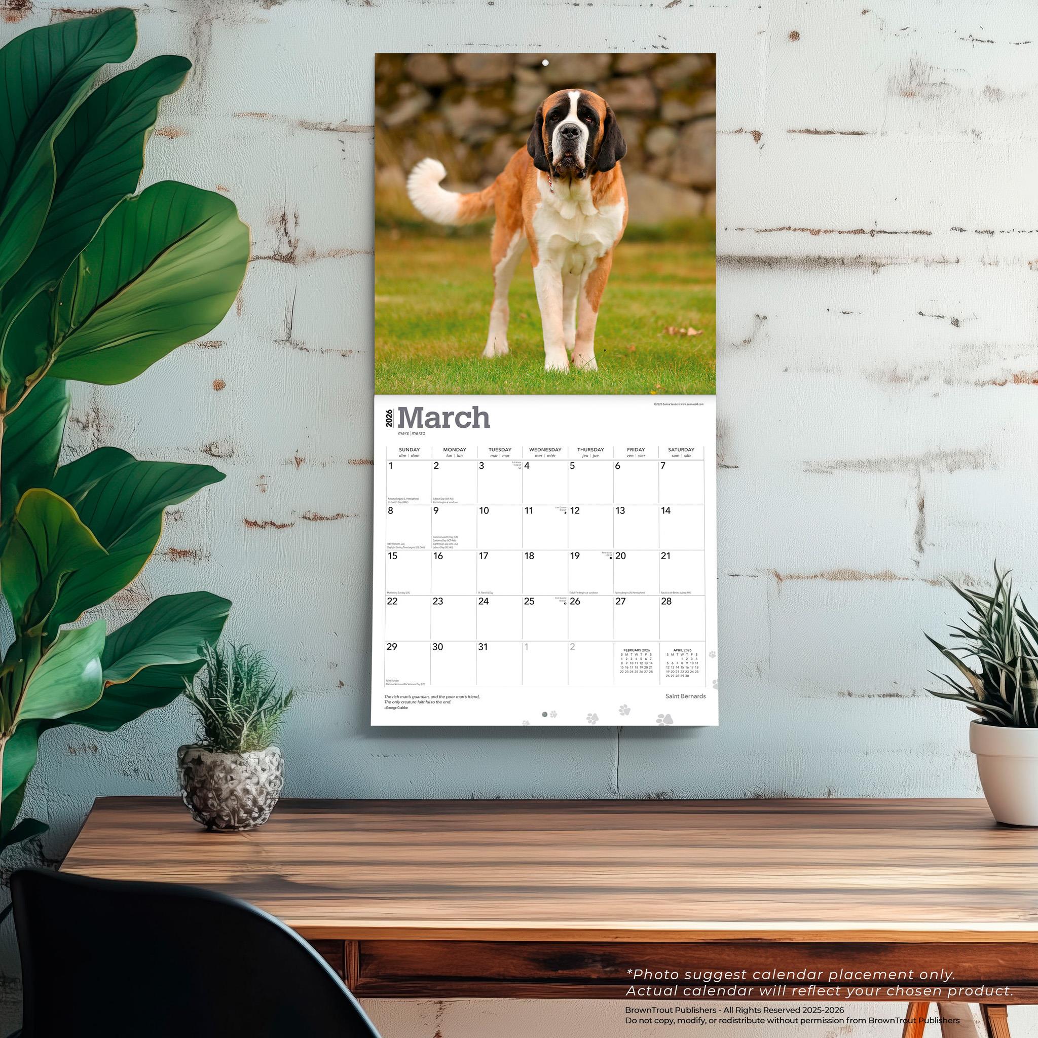 Saint Bernards 2026 Wall Calendar