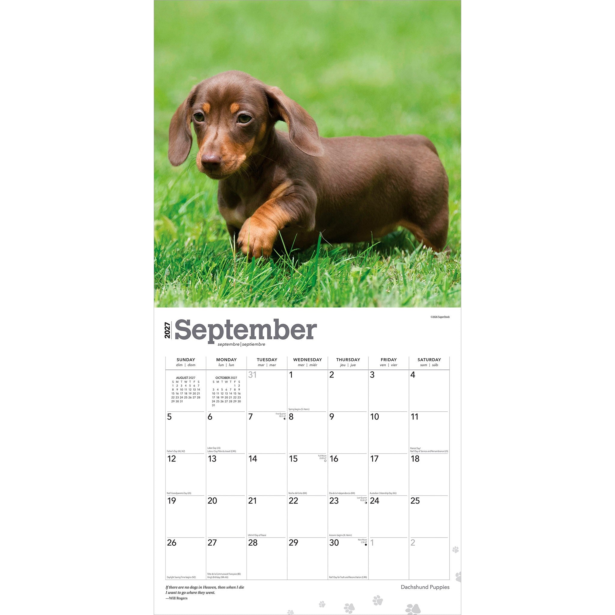Dachshund Puppies 2027 Wall Calendar