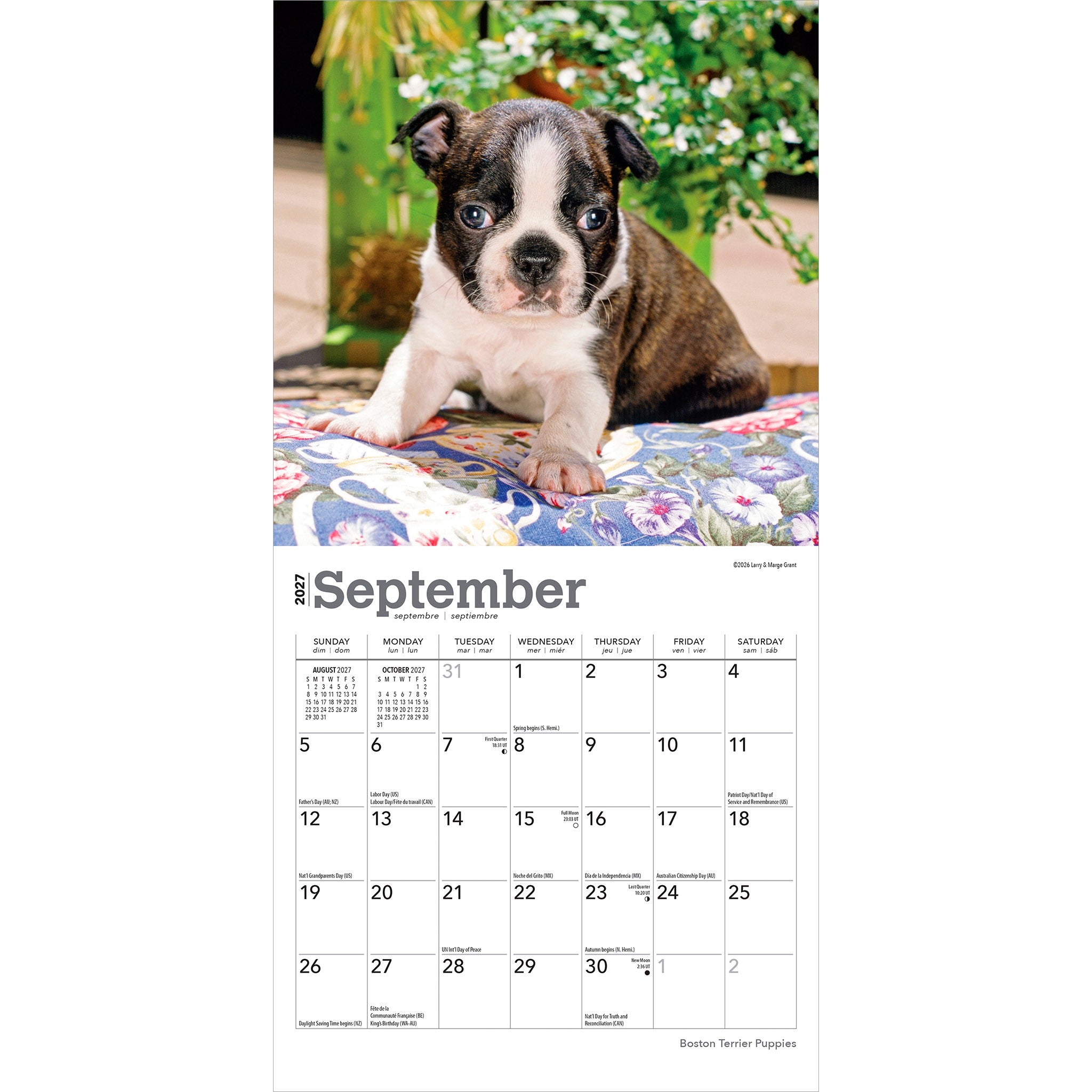 Boston Terrier Puppies 2027 Mini Calendar