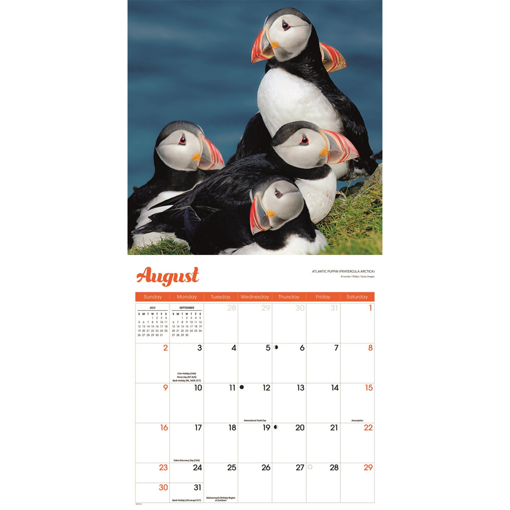 Calendrier mural Puffins 2026