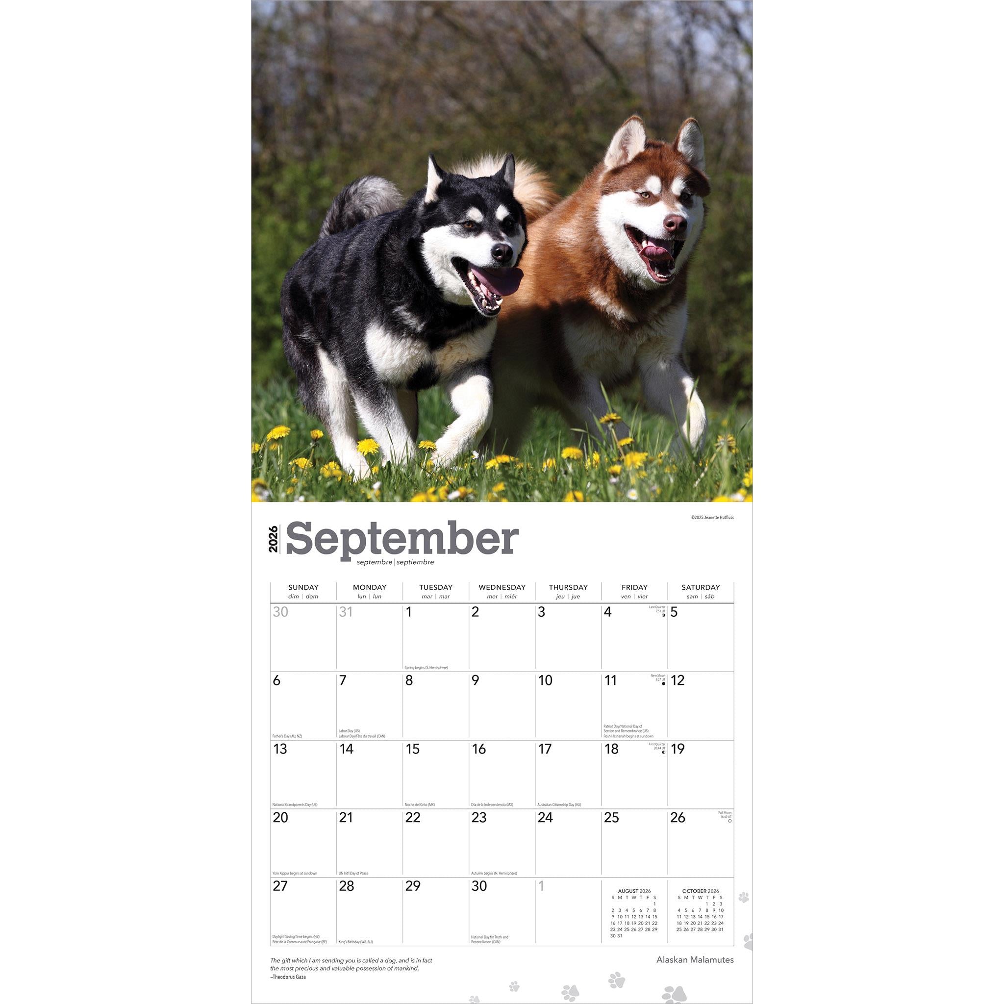 Alaskan Malamutes 2026 Wall Calendar