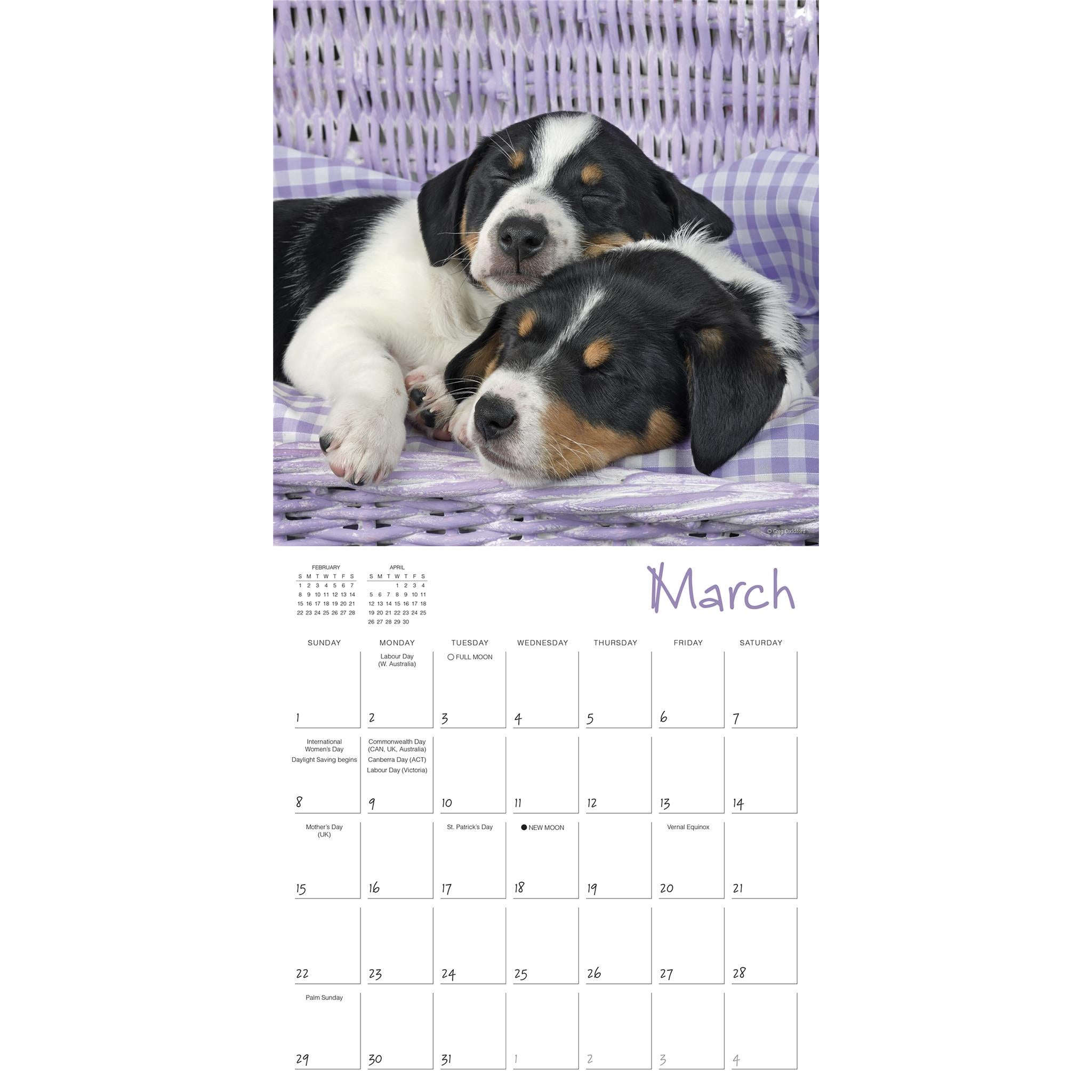 Pooped Puppies 2026 Wall Calendar - Online Only