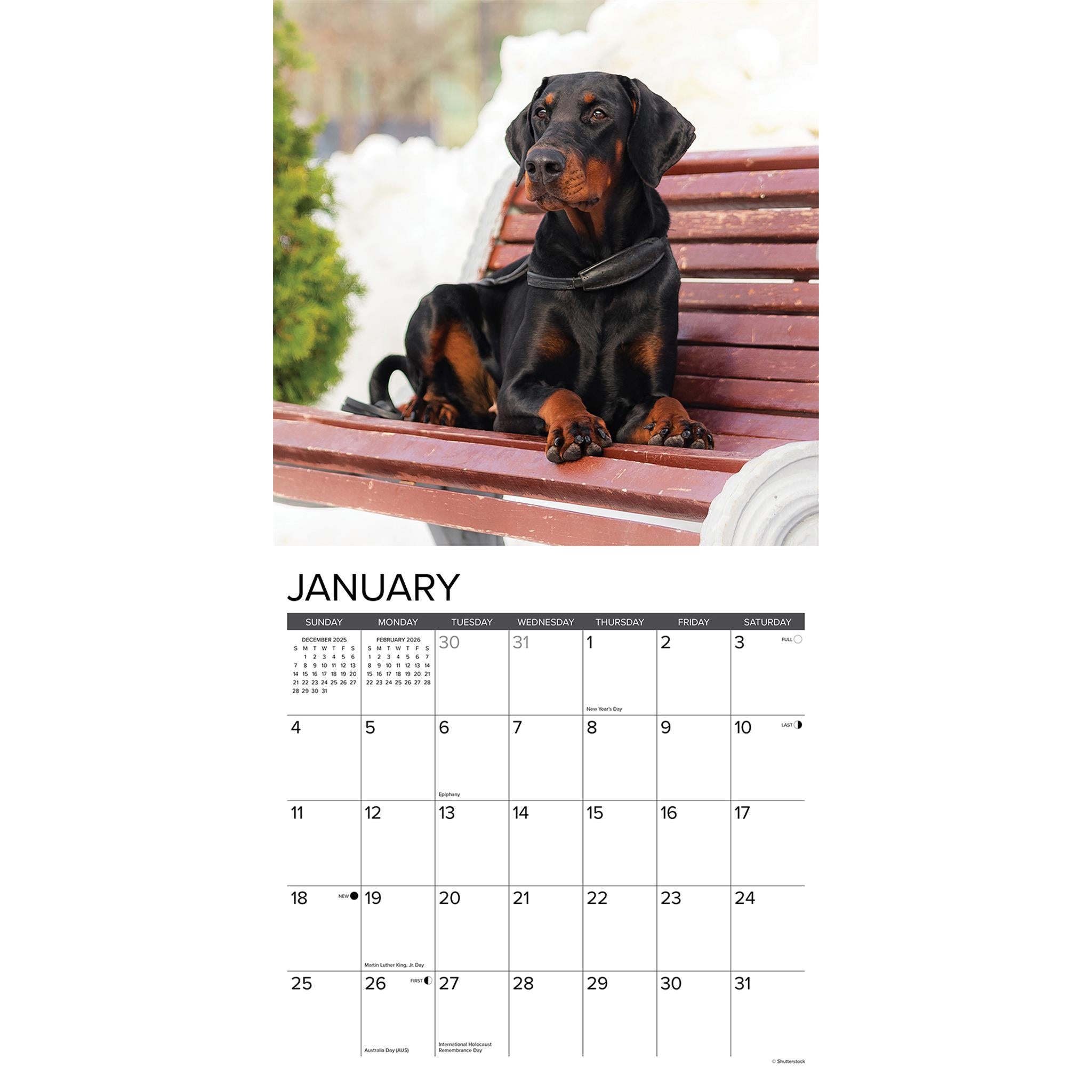 Calendrier mural 2026 « Just Doberman Pinschers » - Disponible uniquement en ligne