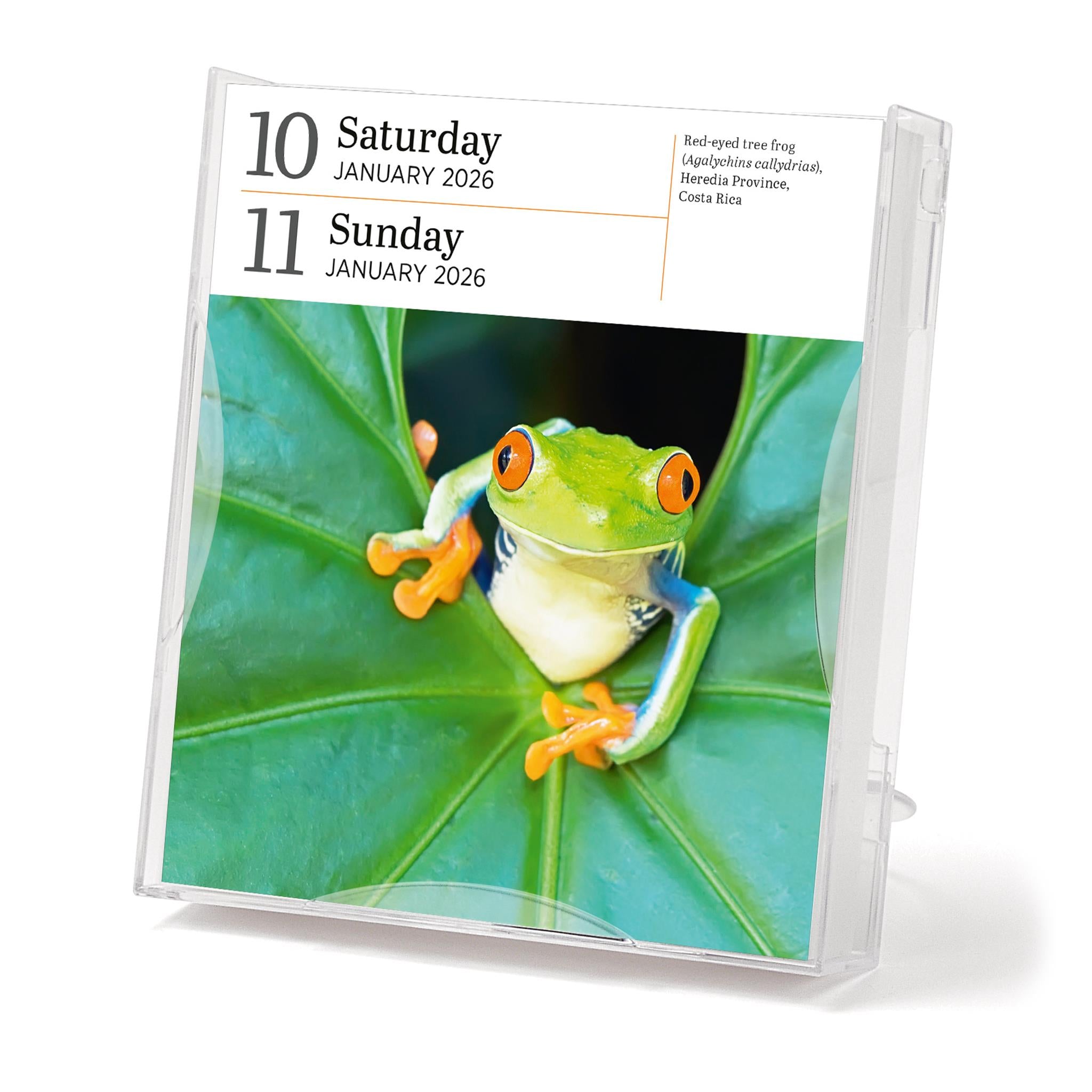 Calendrier en boîte 2026 de la galerie de la nature Audubon