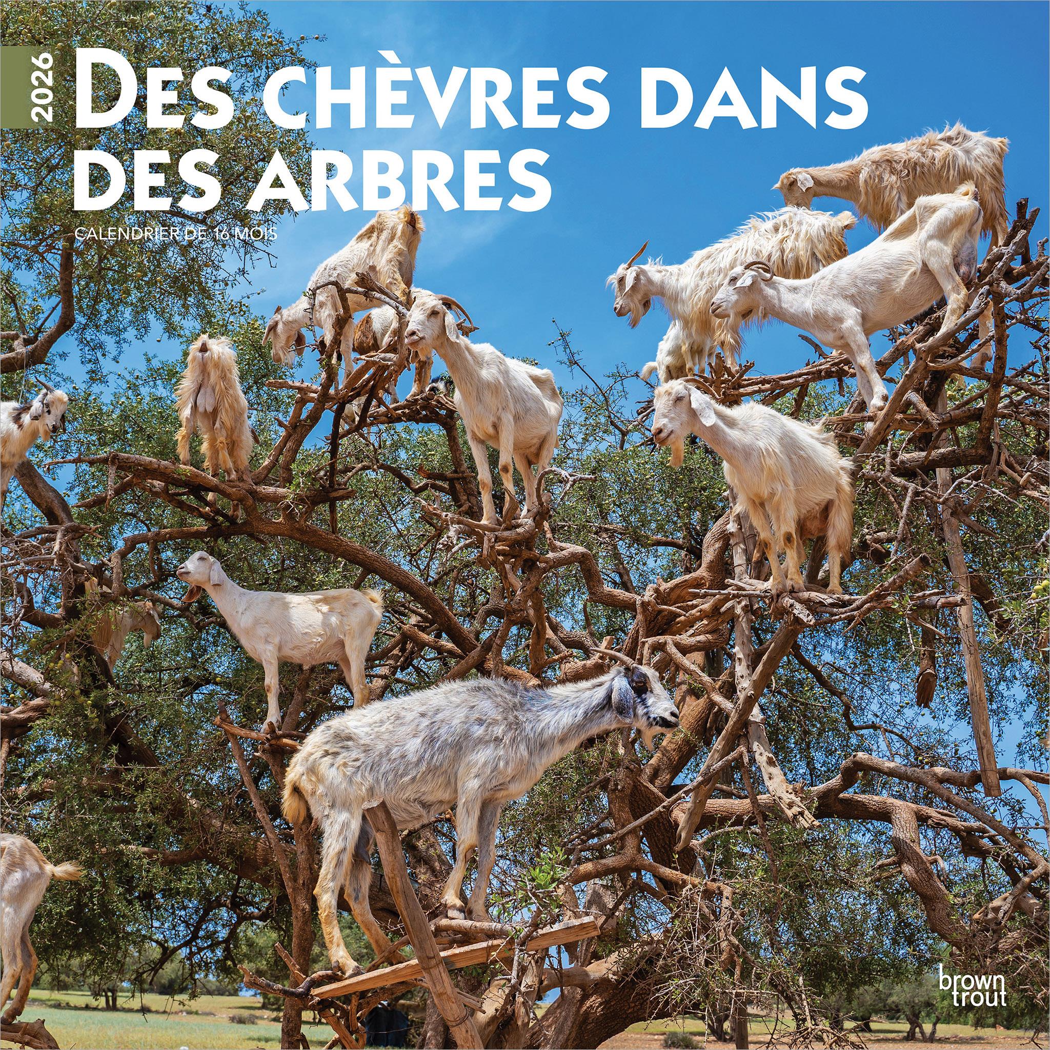 Des Chèvres Dans Des Arbres 2026 Wall Calendar (French)