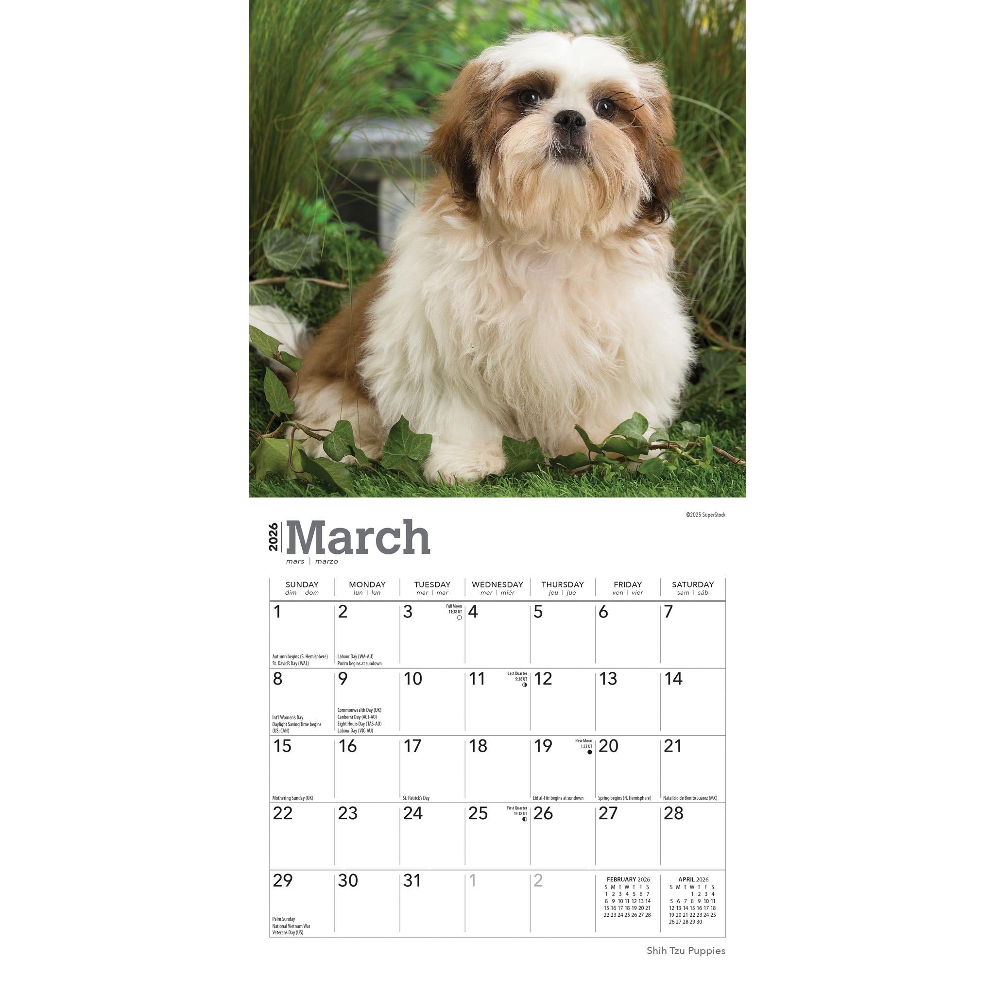 Mini calendrier 2026 des chiots Shih Tzu
