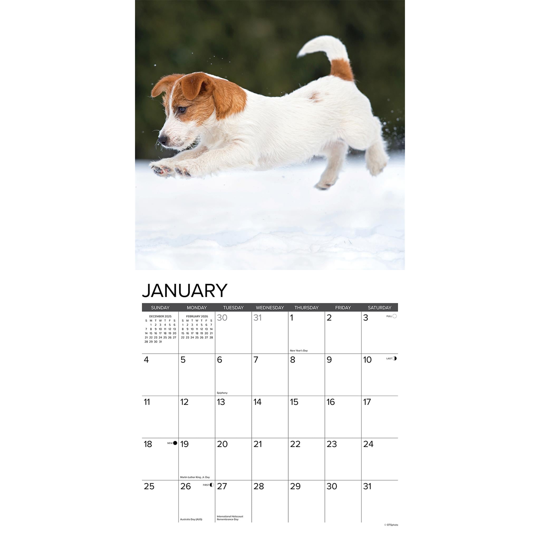 Calendrier mural 2026 « Juste des chiots Jack Russell » - Disponible uniquement en ligne