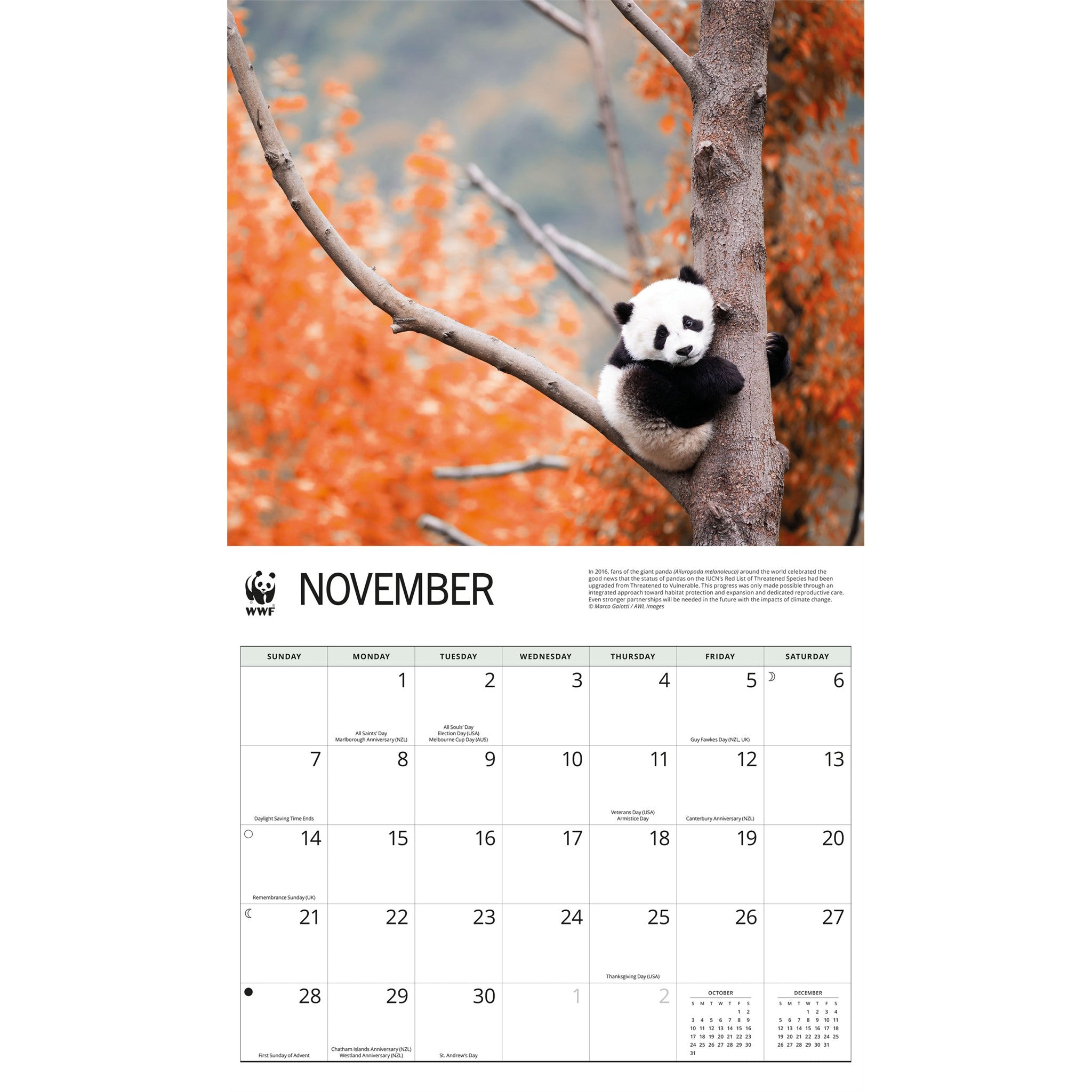 Calendrier mural WWF Pandas géants 2027