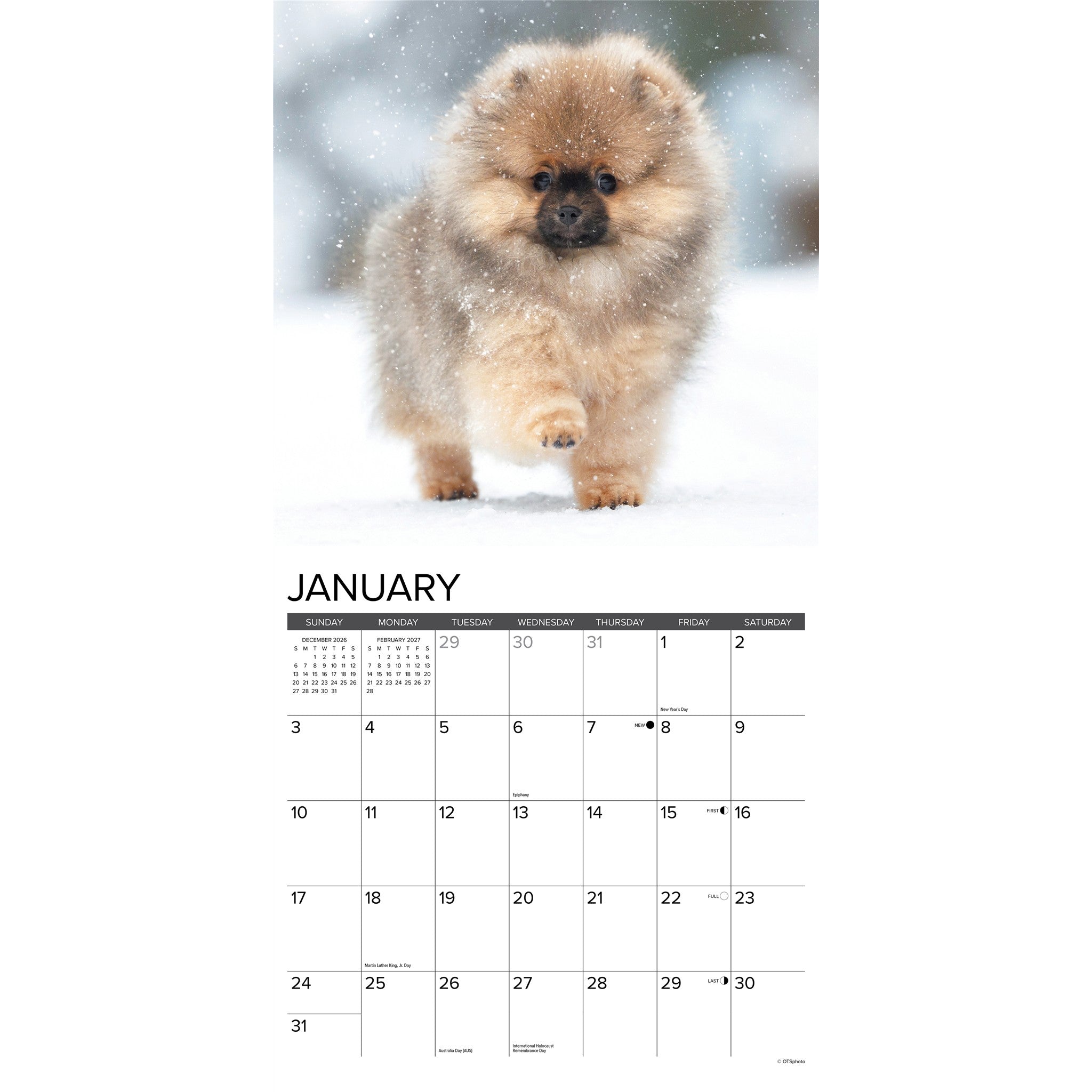 Pomeranian Puppies 2027 Wall Calendar