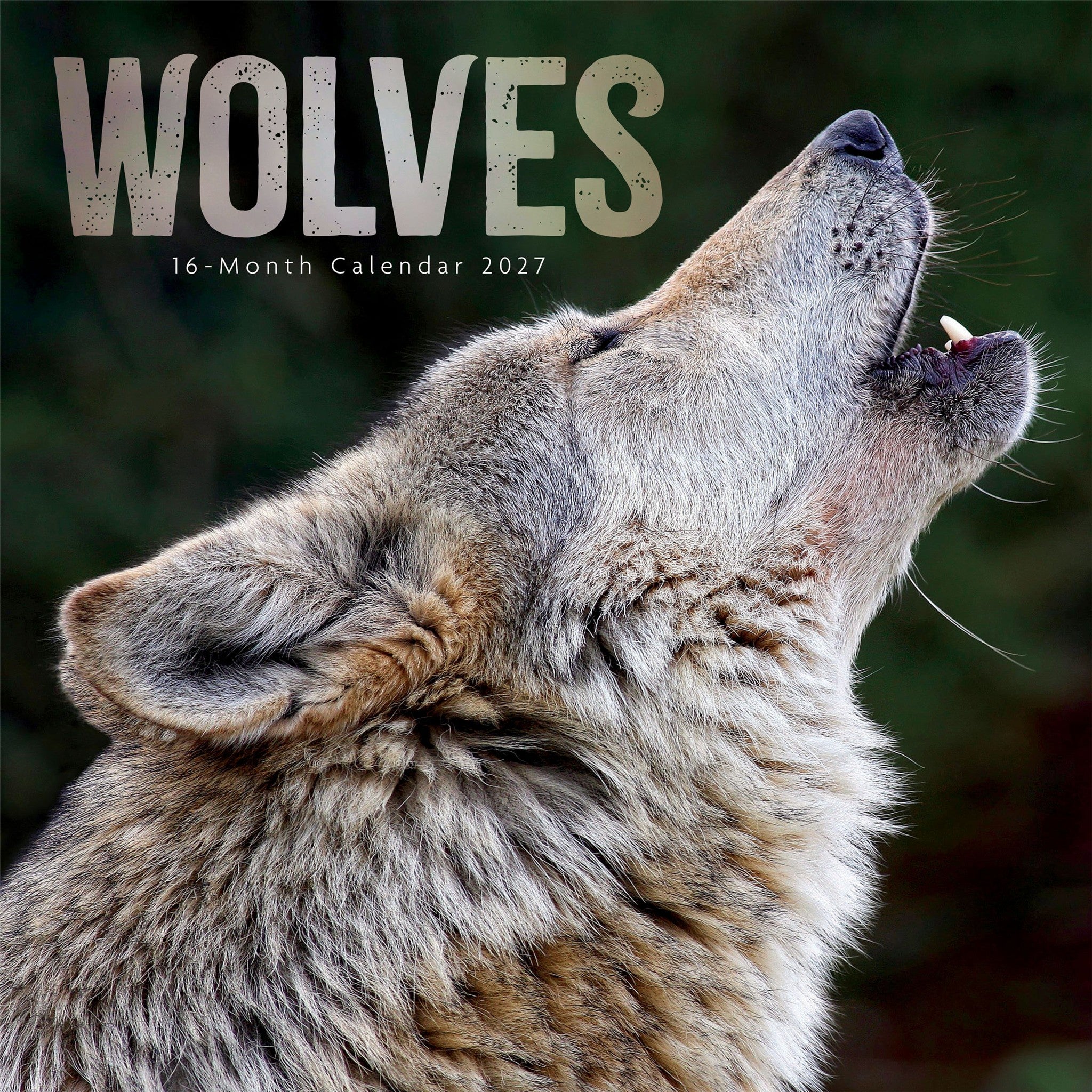 Calendrier mural Loups 2027