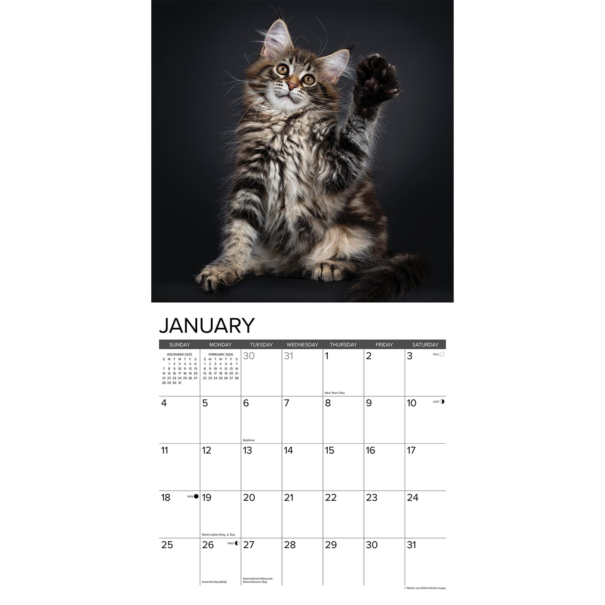 Maine Coon Kittens 2026 Just Wall Calendar