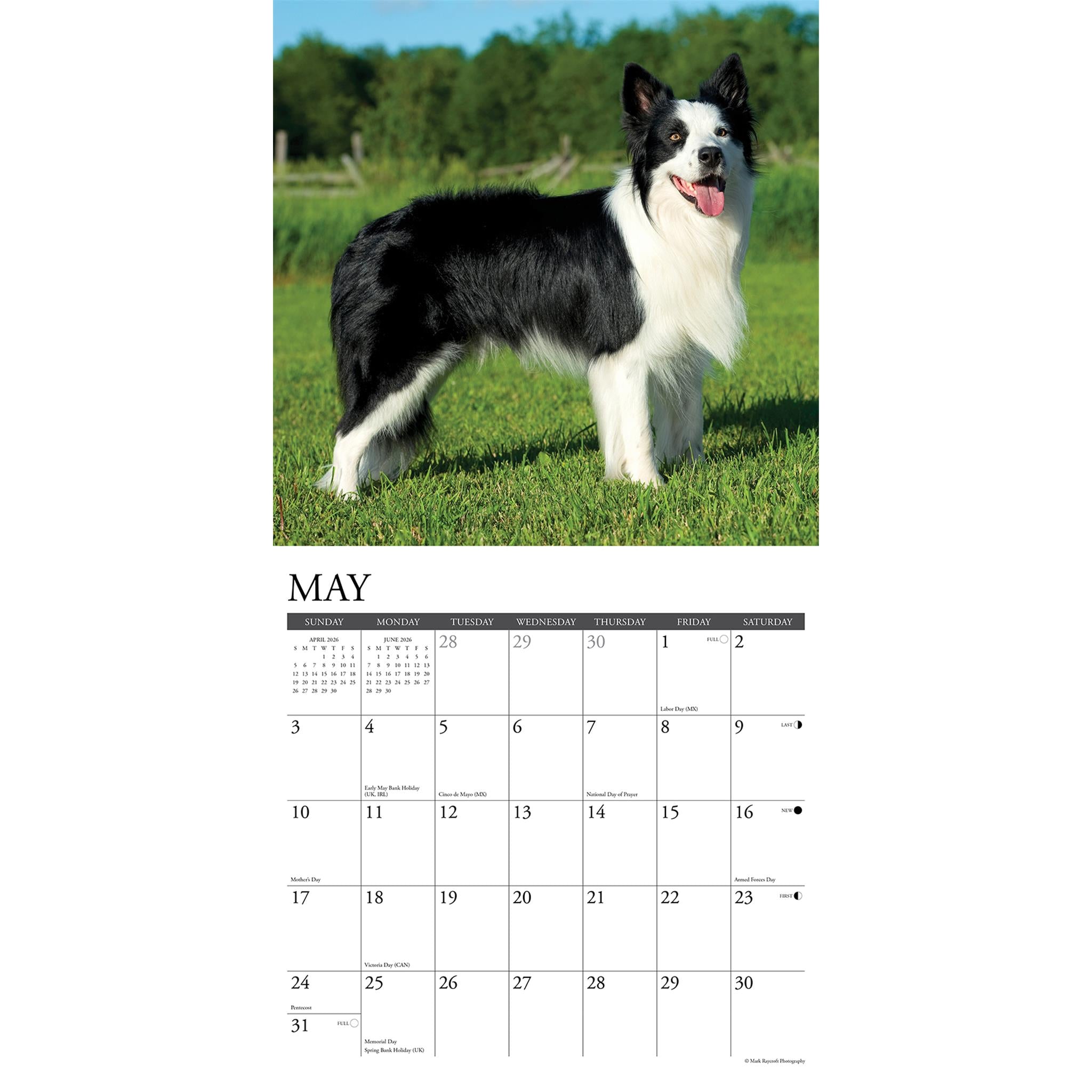 Calendrier mural Just Border Collies 2026