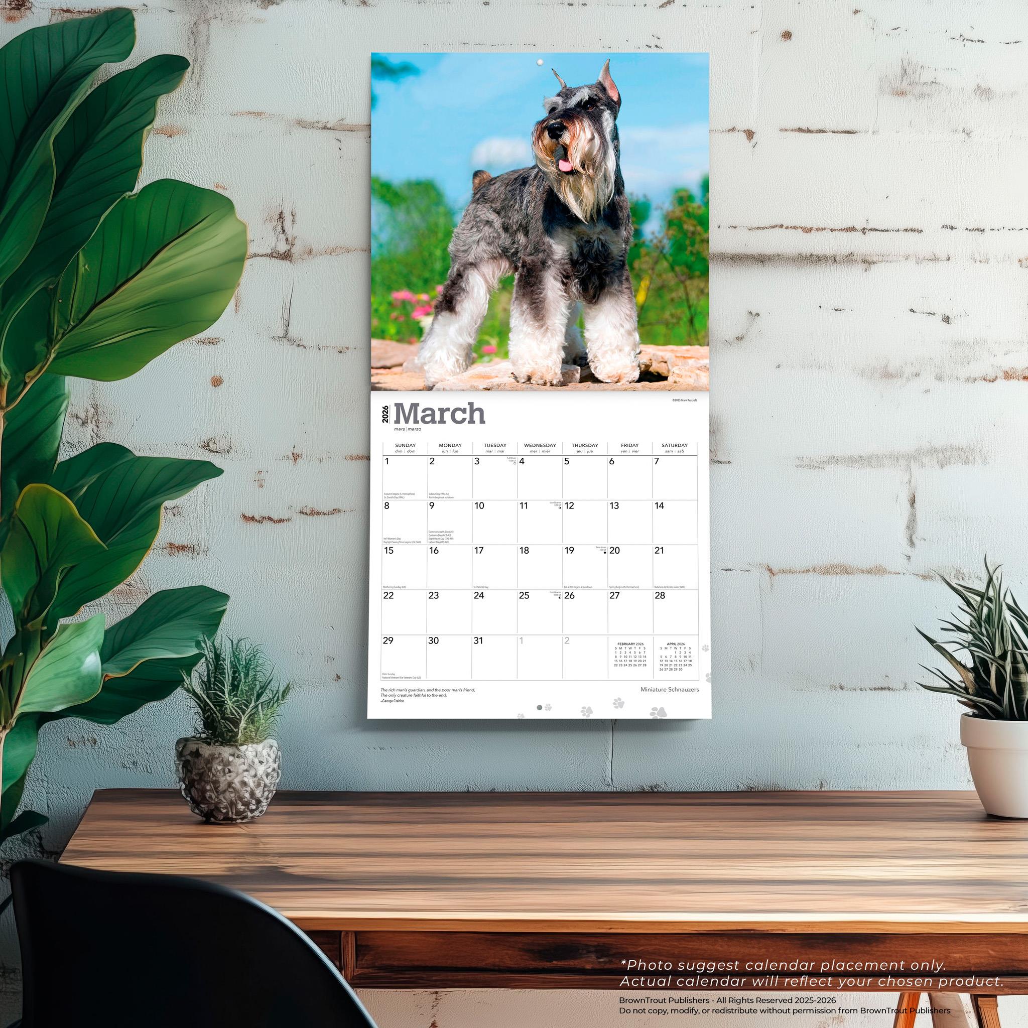 Calendrier mural Schnauzers miniatures 2026