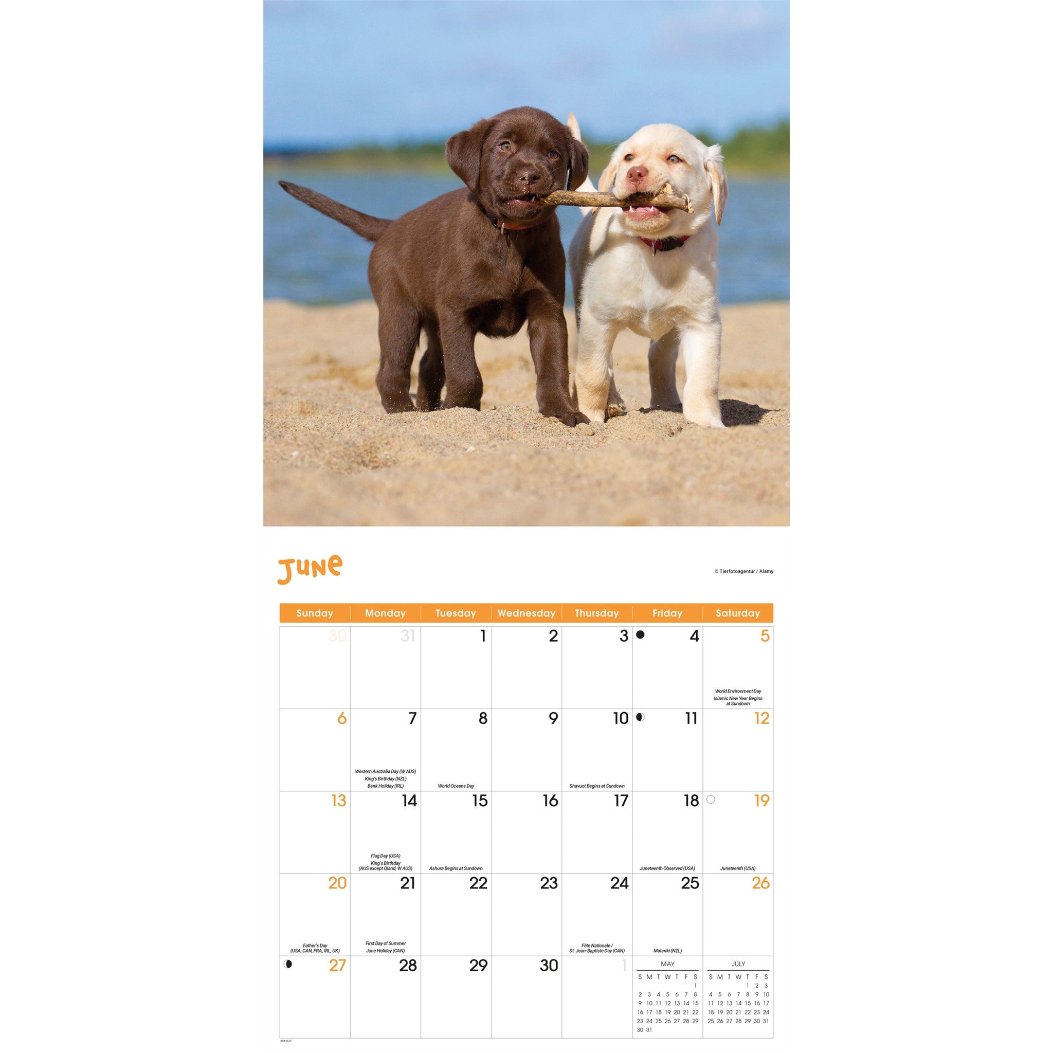 Calendrier mural 2027 Chiots joueurs