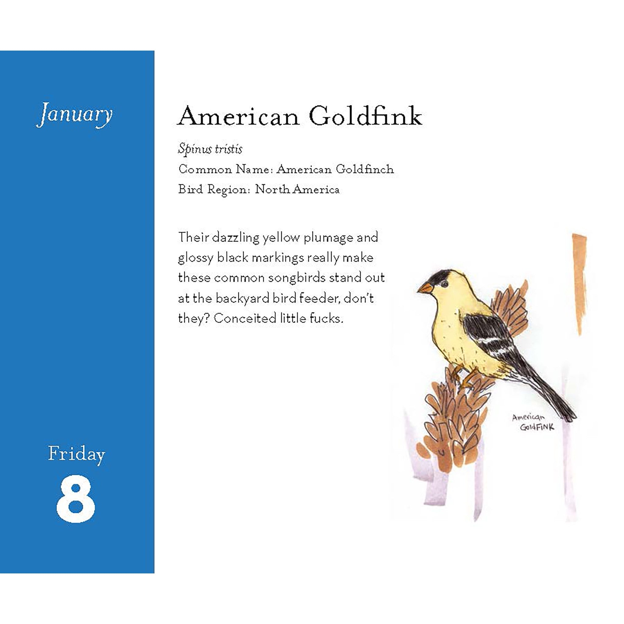 Field Guide to Dumb Birds 2027 Box Calendar