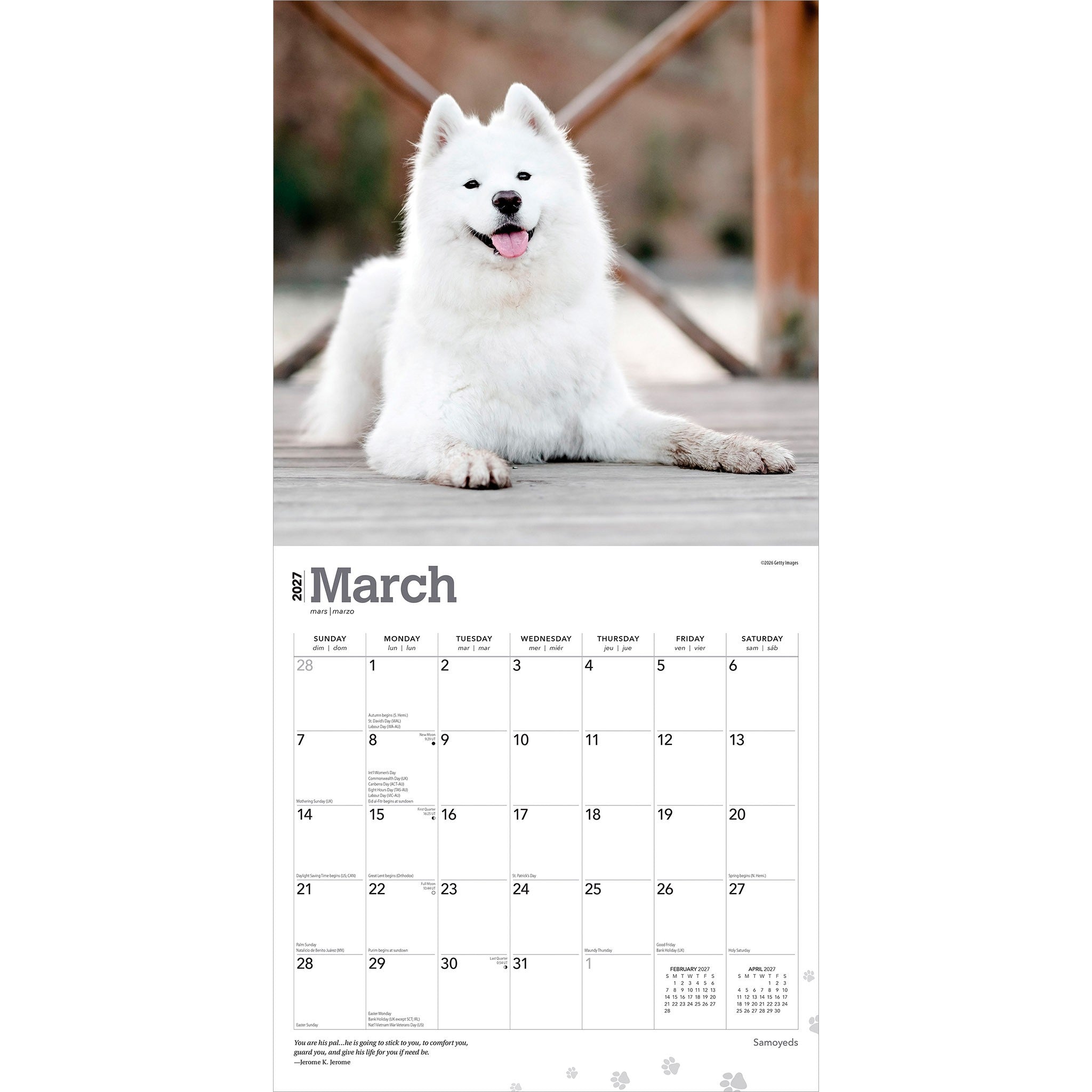 Samoyeds 2027 Wall Calendar