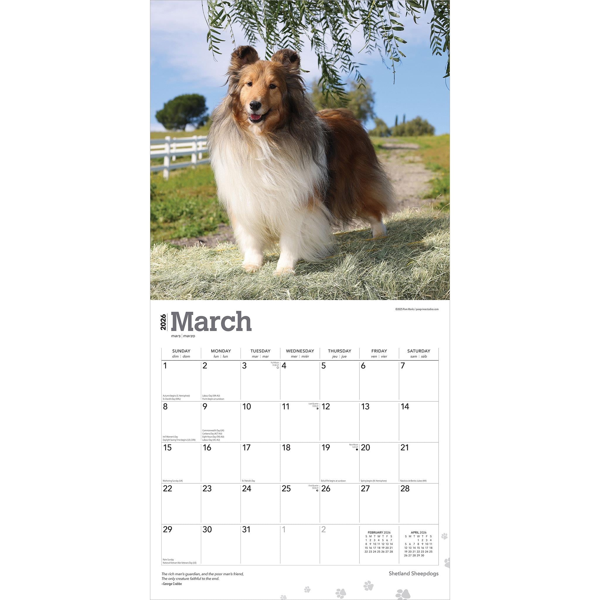 Calendrier mural 2026 des Bergers des Shetland - Disponible uniquement en ligne
