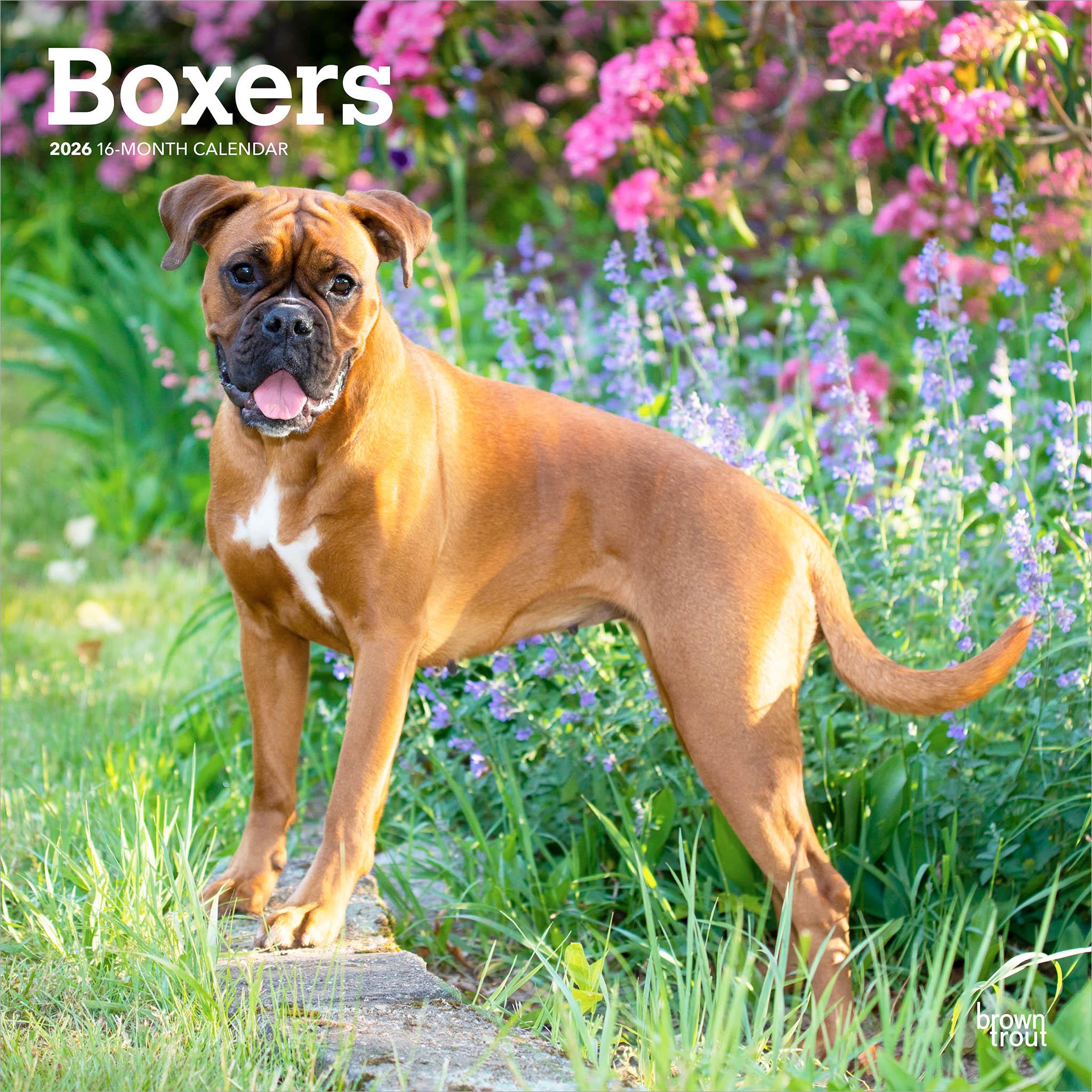 Boxers International 2026 Wall Calendar