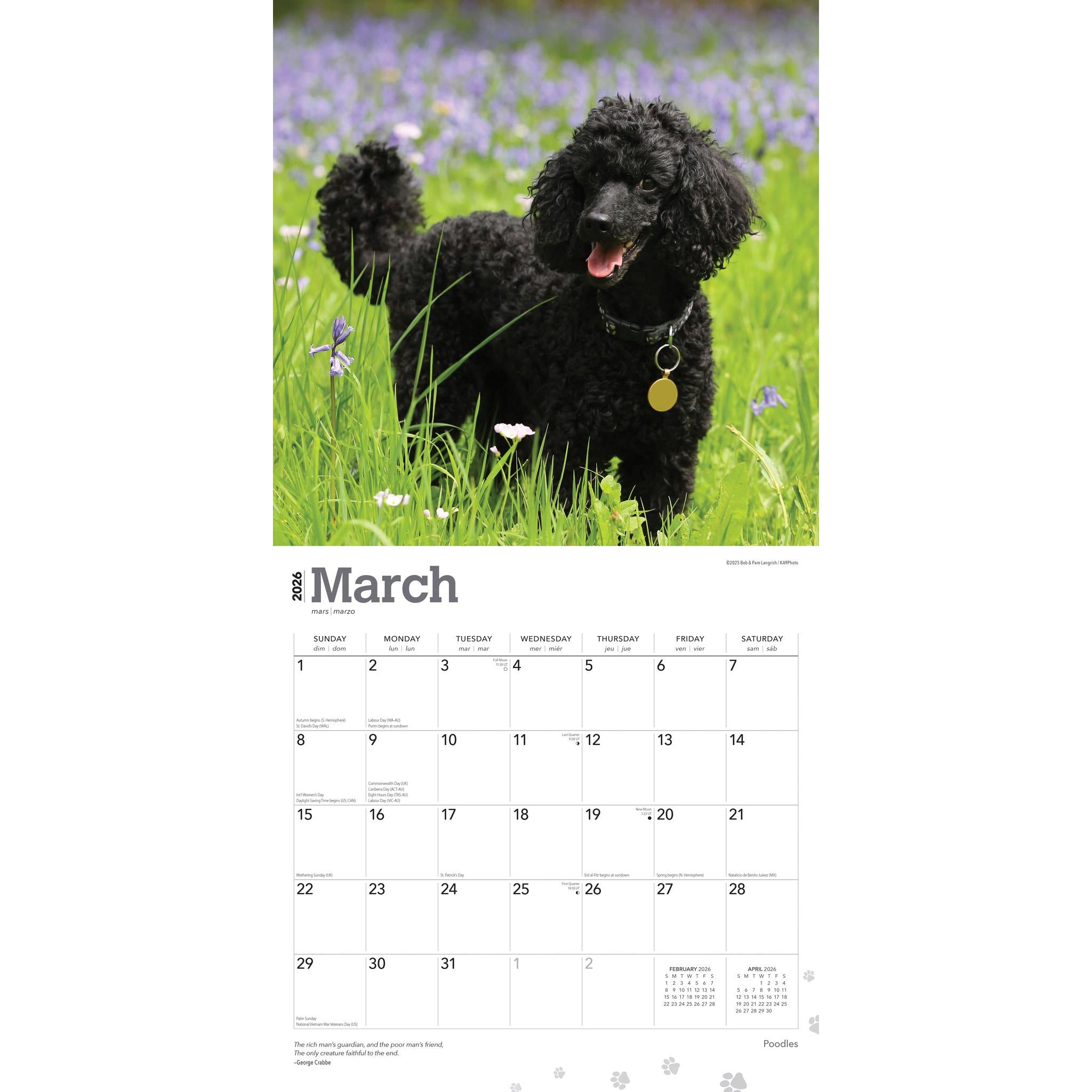 Poodles 2026 Wall Calendar