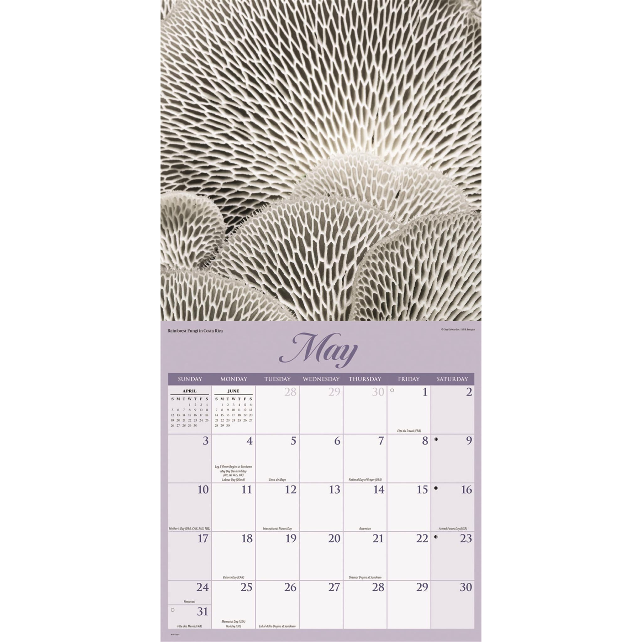 Calendrier mural des merveilles de la nature 2026