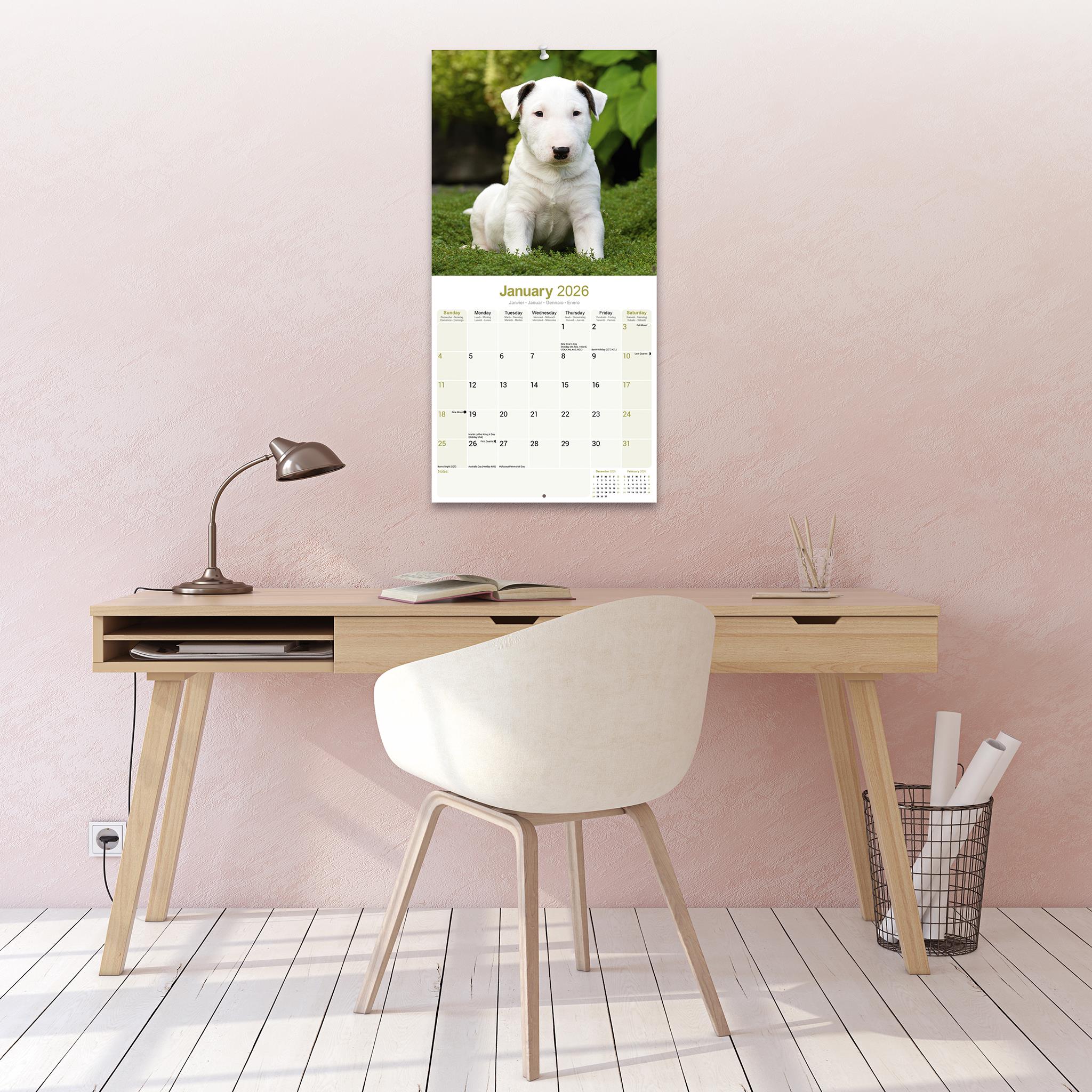 Bull Terriers 2026 Wall Calendar