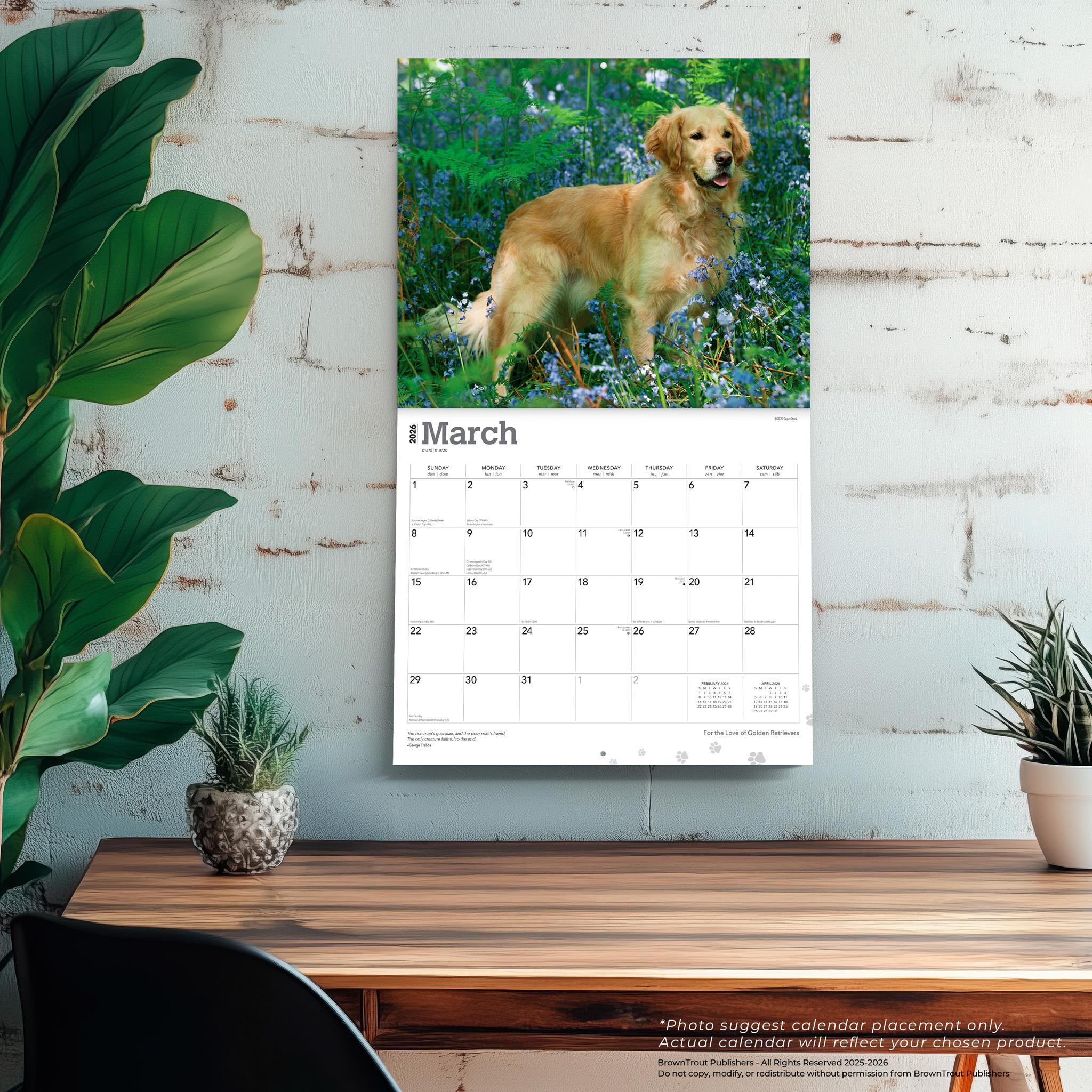 Calendrier mural 2026 « Pour l’amour des Golden Retrievers »
