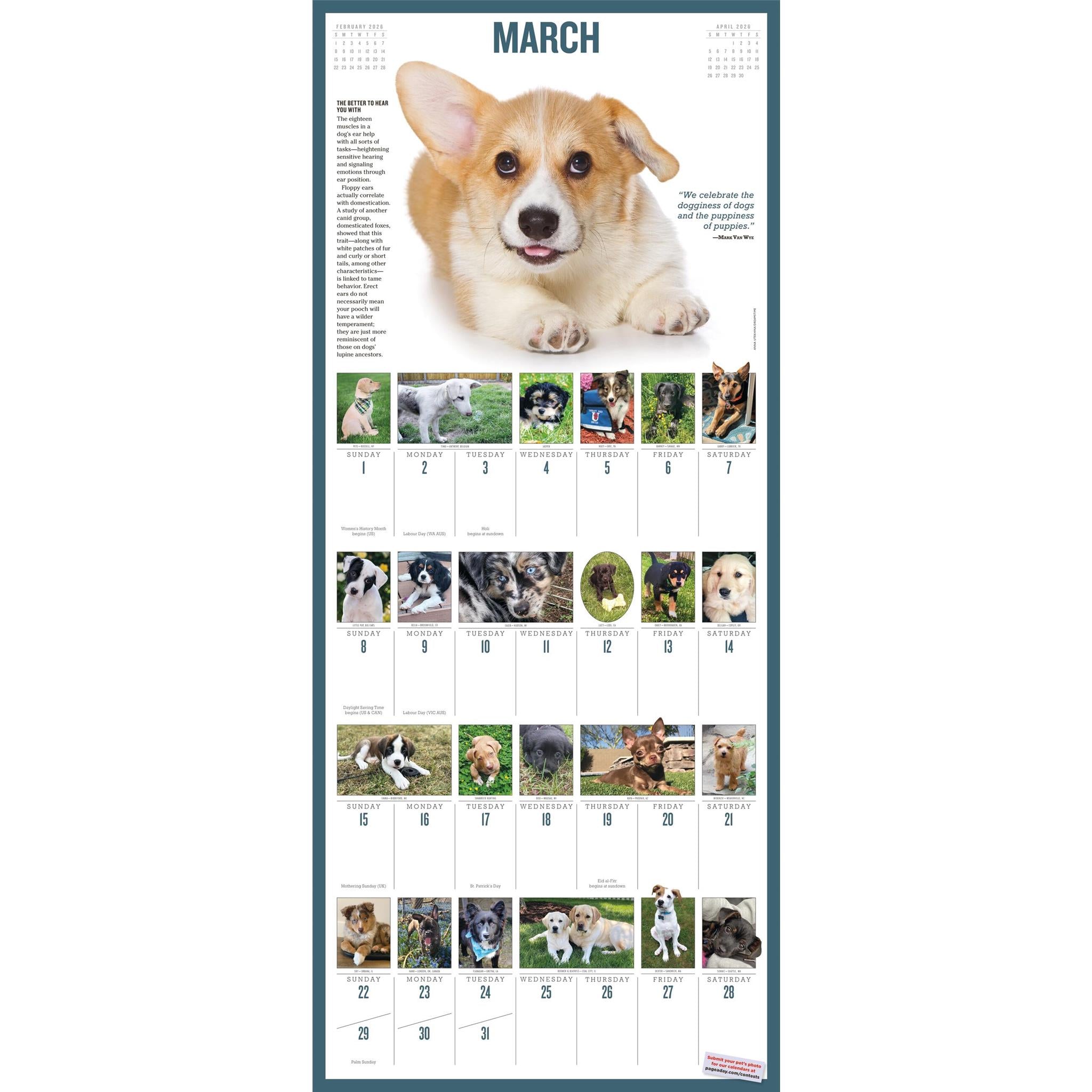 Puppies 365 2026 Wall Calendar