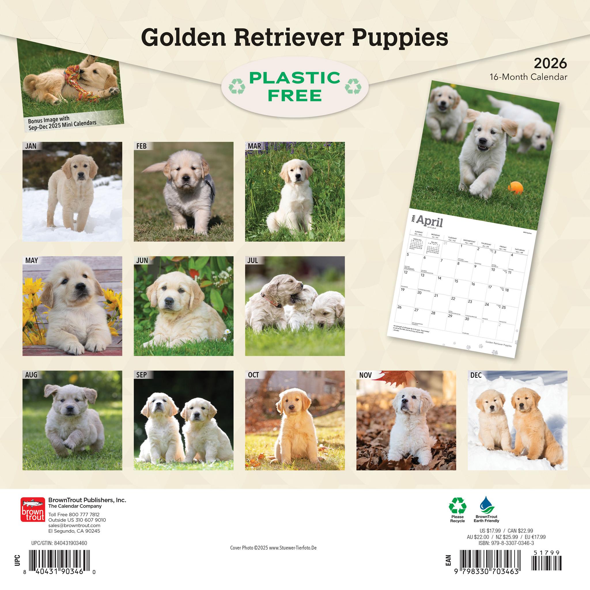 Calendrier mural des chiots Golden Retriever 2026