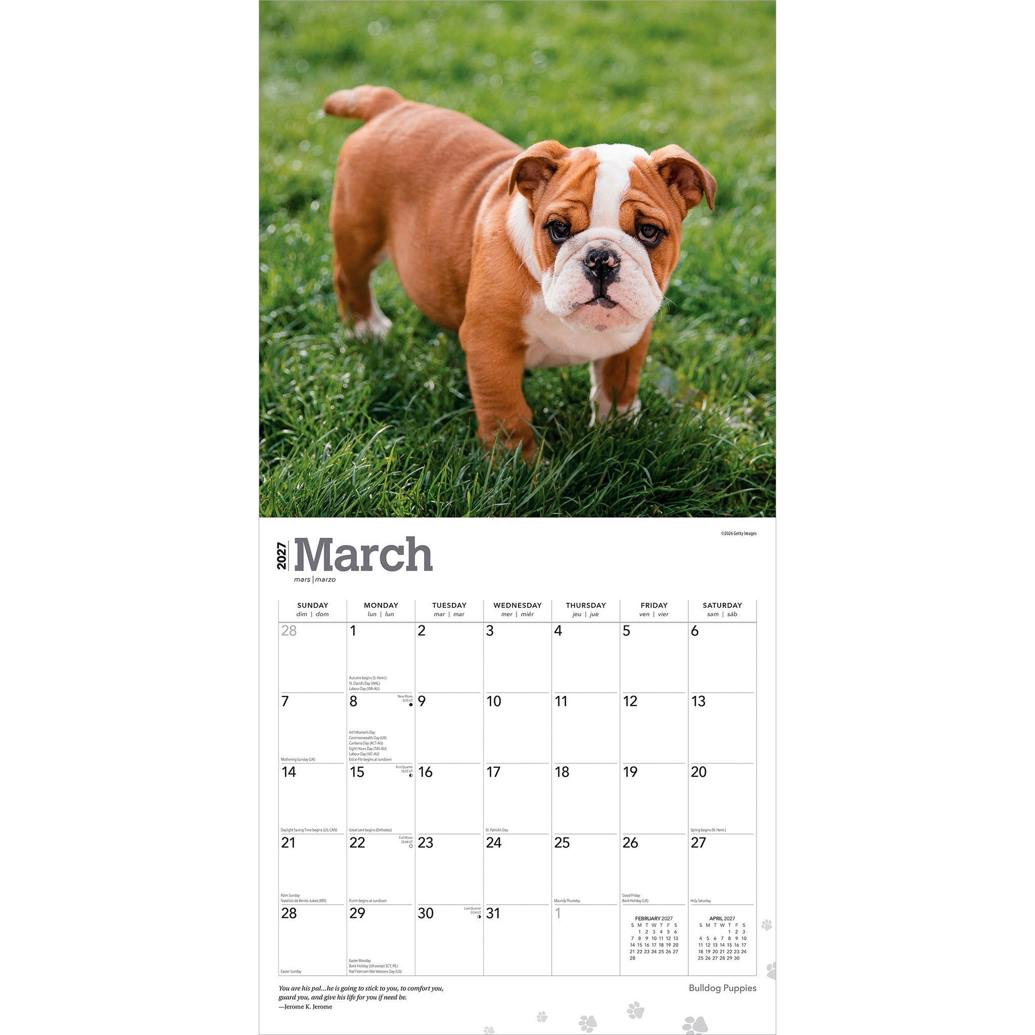 Bulldog Puppies 2027 Wall Calendar - Online Only