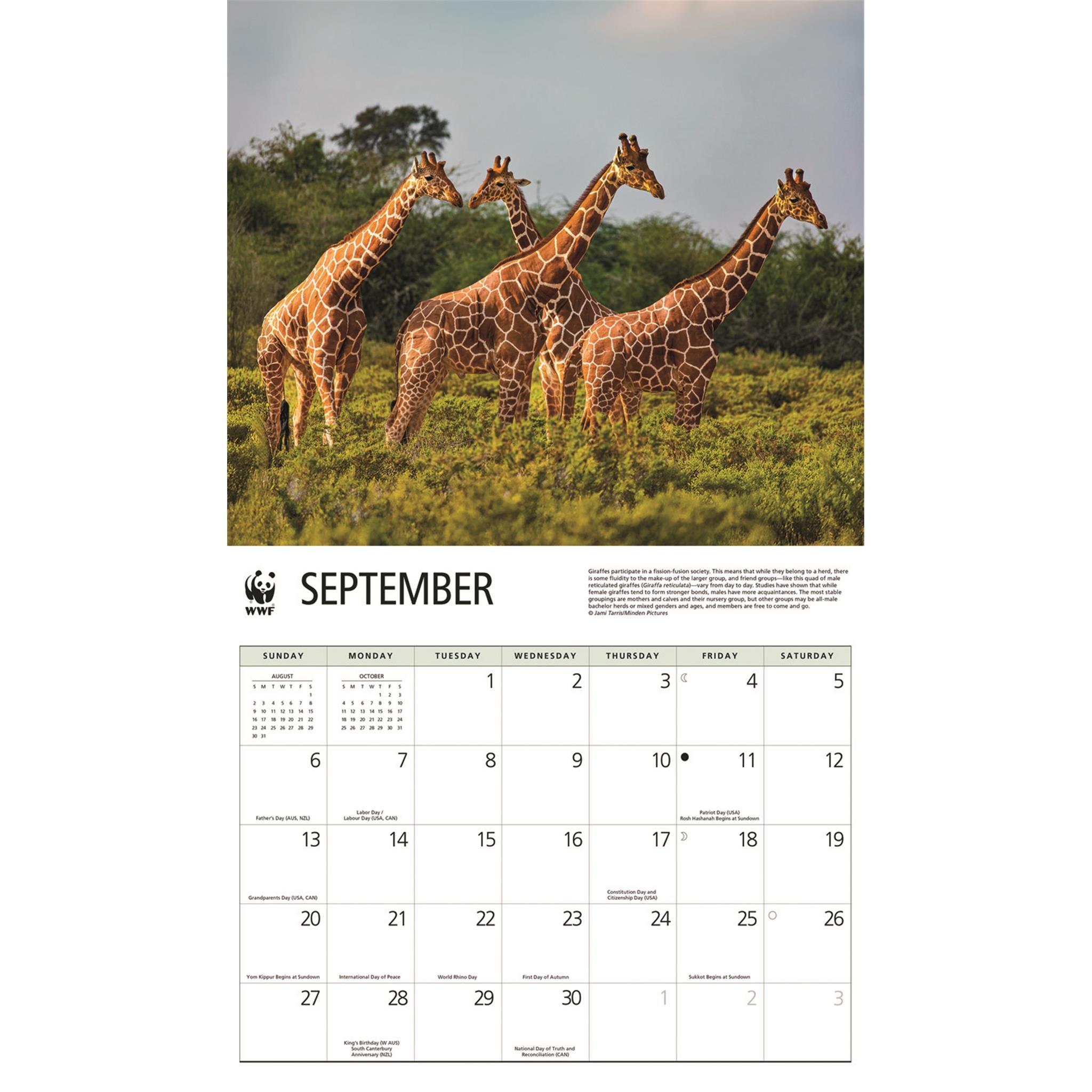 Calendrier mural 2026 du Fonds mondial pour la nature (WWF) sur les girafes