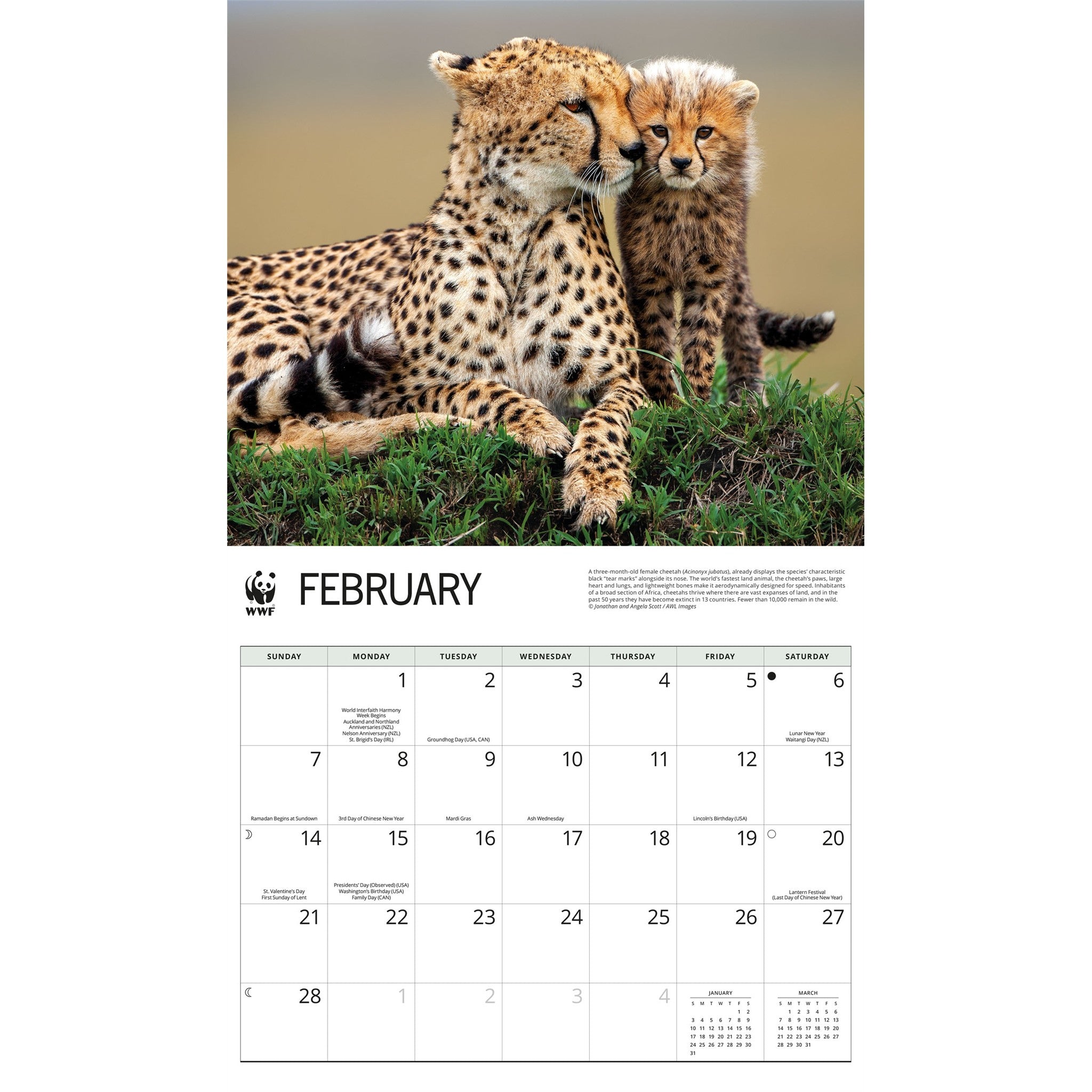 Calendrier mural World Wildlife Fund Chats sauvages 2027