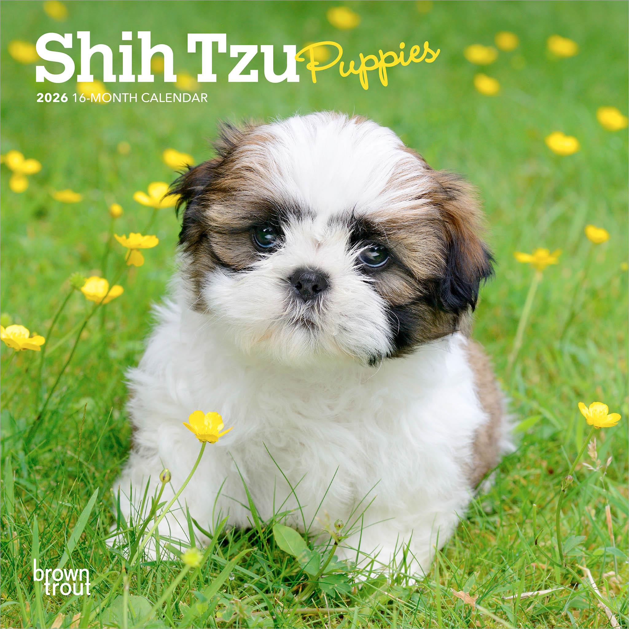 Mini calendrier 2026 des chiots Shih Tzu