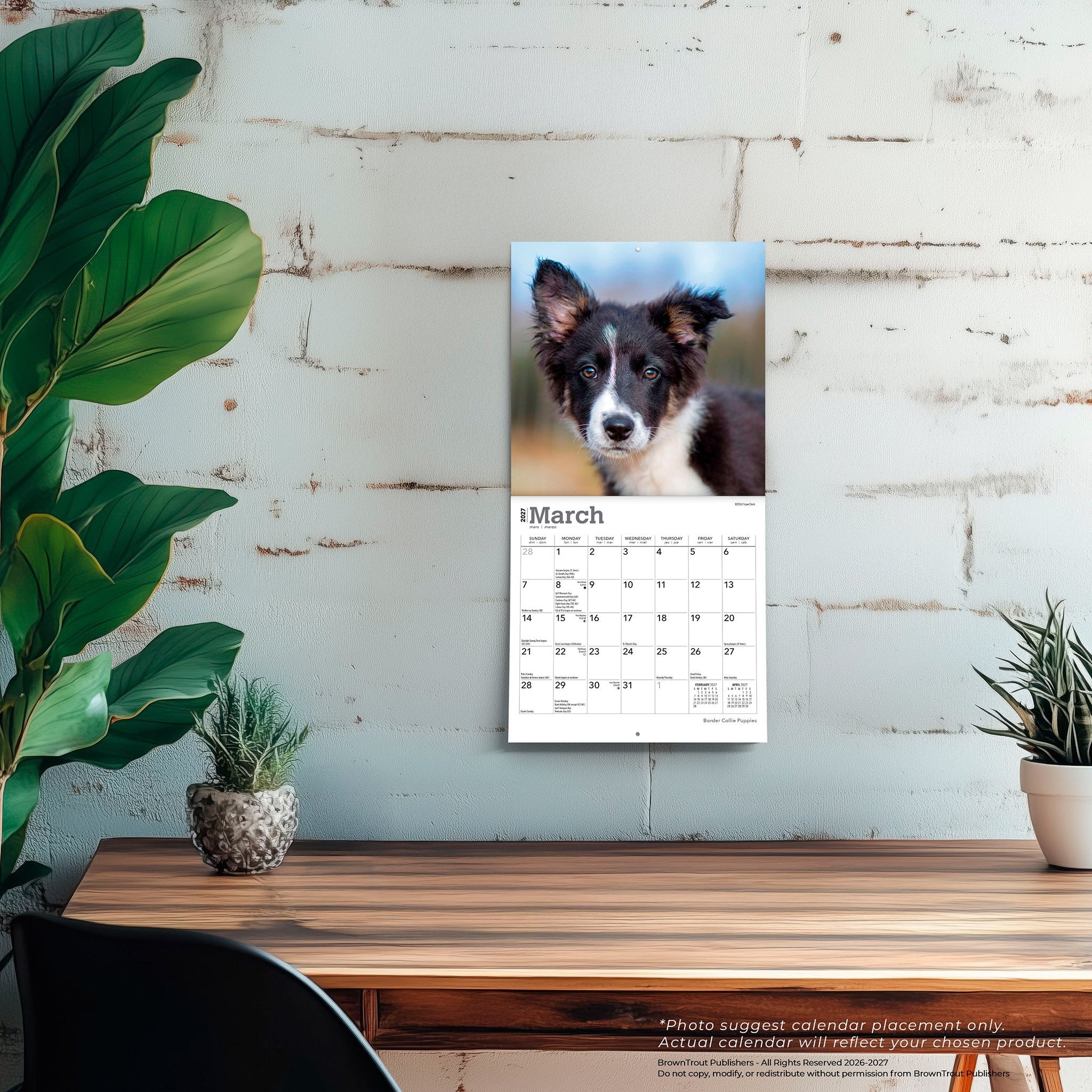Border Collie Puppies 2027 Mini Calendar