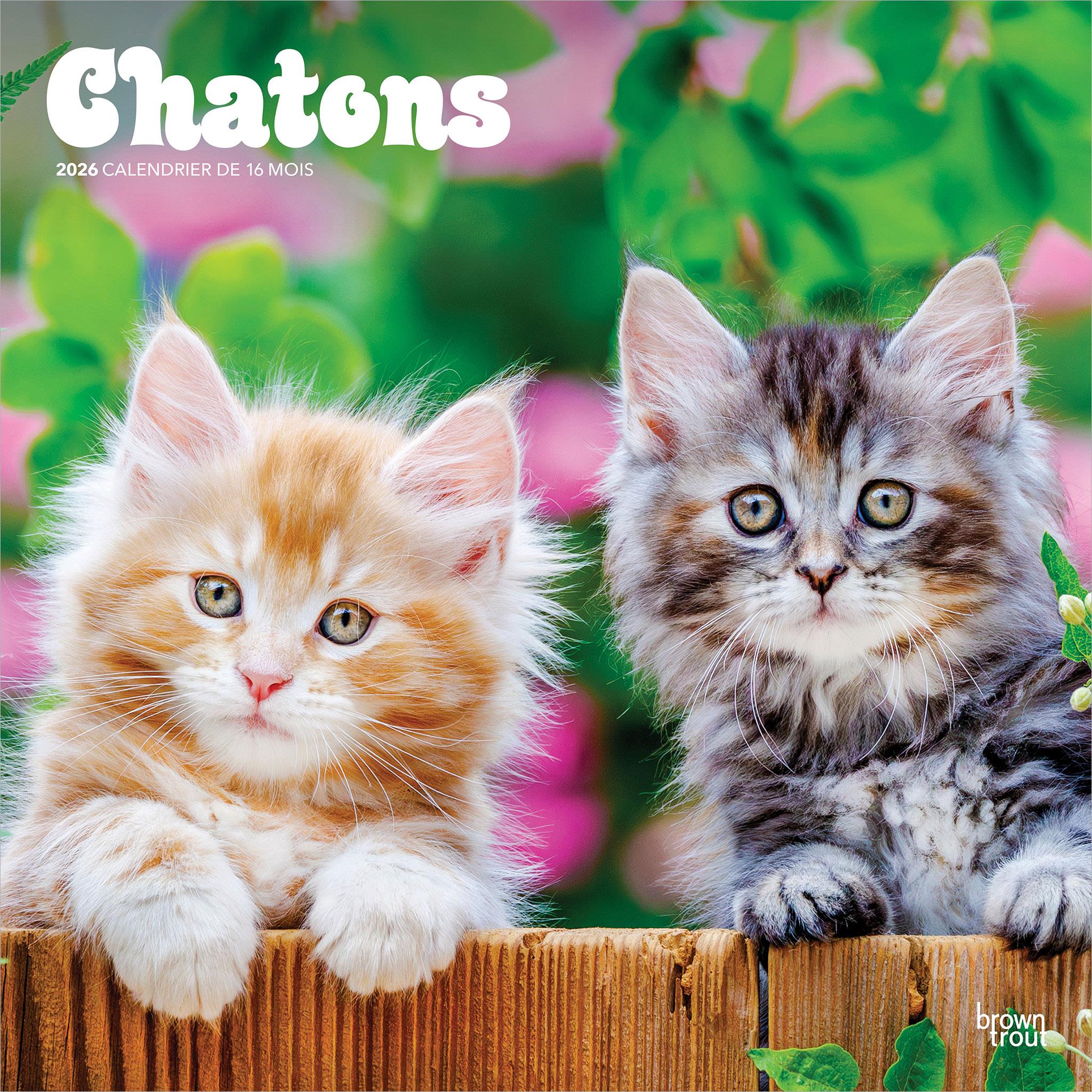 Calendrier mural Chatons 2026 (français)