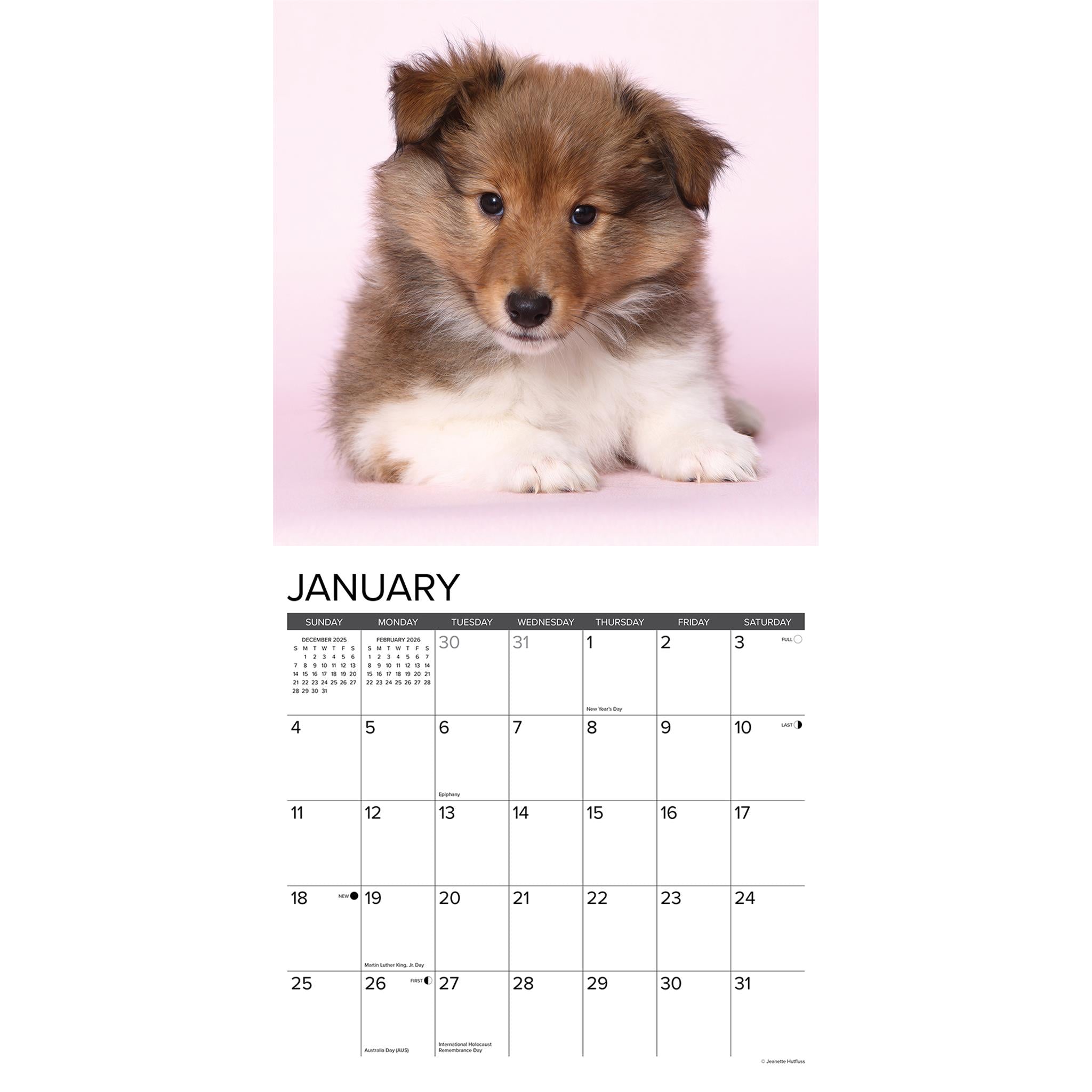 Calendrier mural 2026 « Just Sheltie Puppies » - Disponible uniquement en ligne