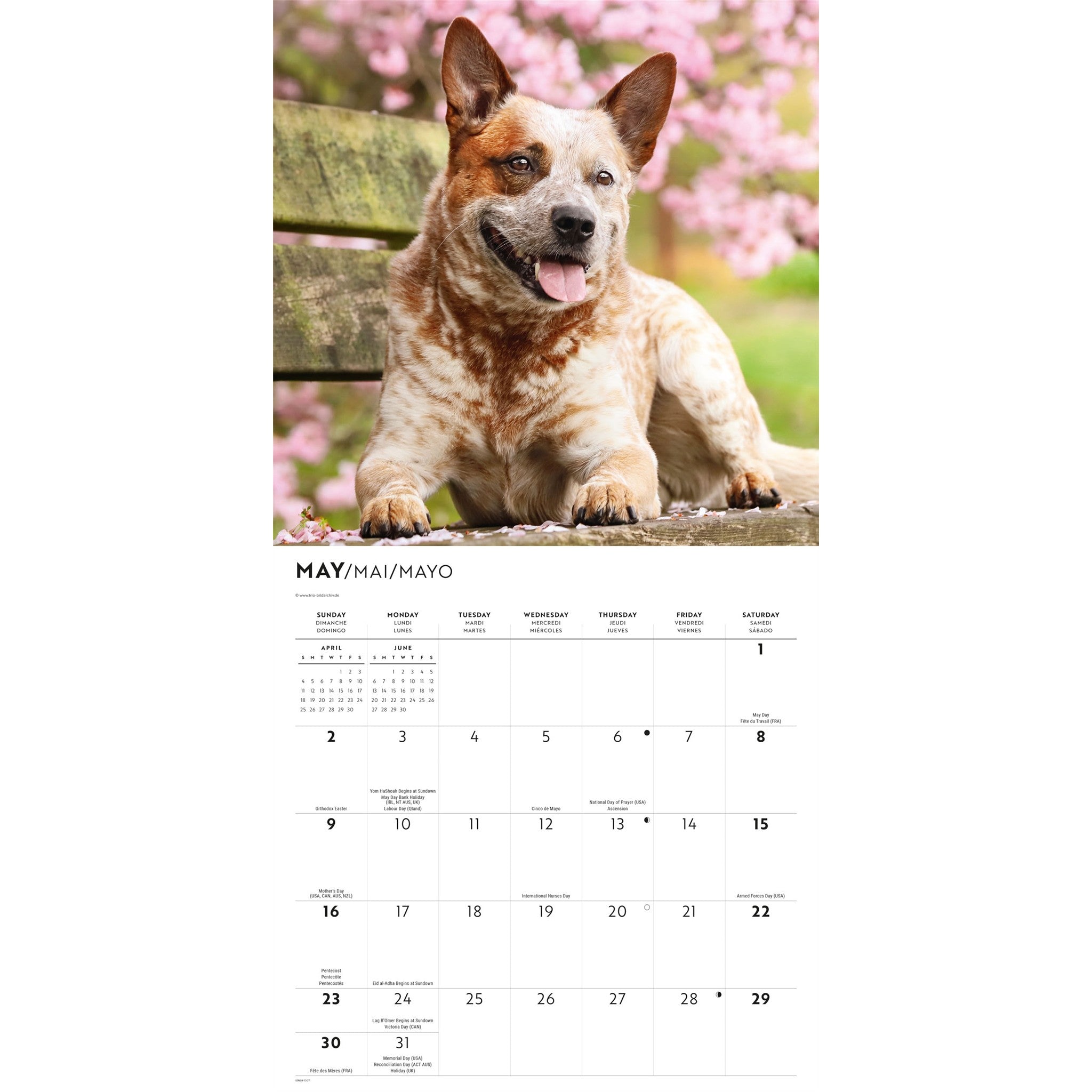 Calendrier mural 2027 Chien de bouvier australien