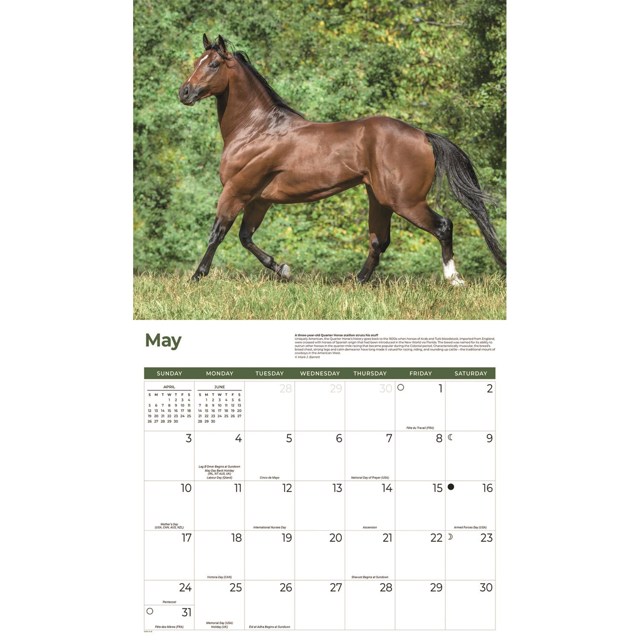 Calendrier mural Chevaux 2026