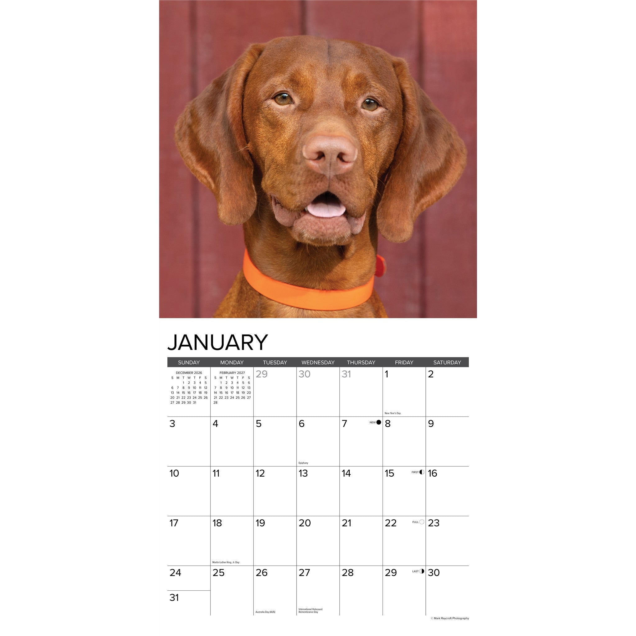 Vizslas 2027 Wall Calendar