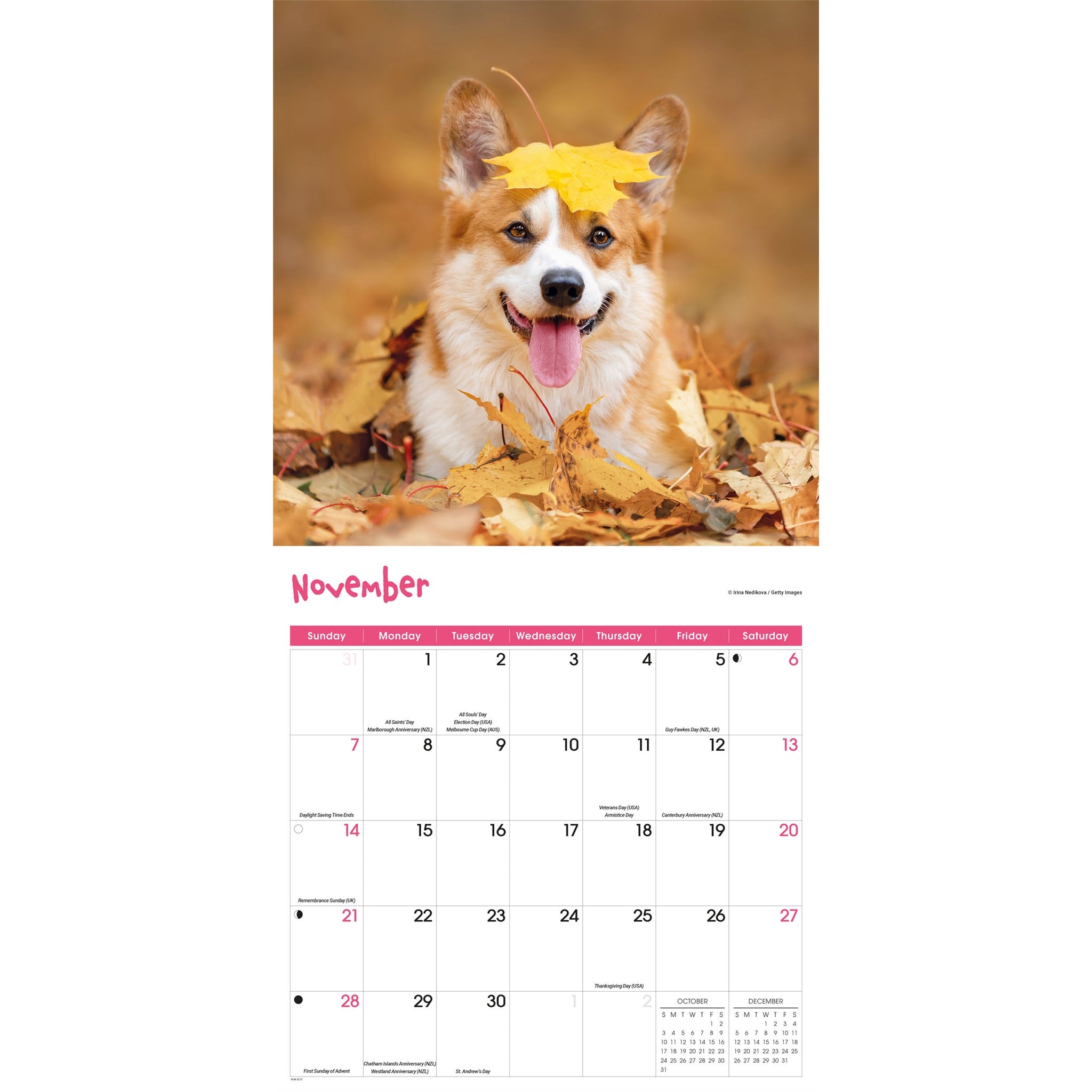 Calendrier mural 2027 Chiots joueurs